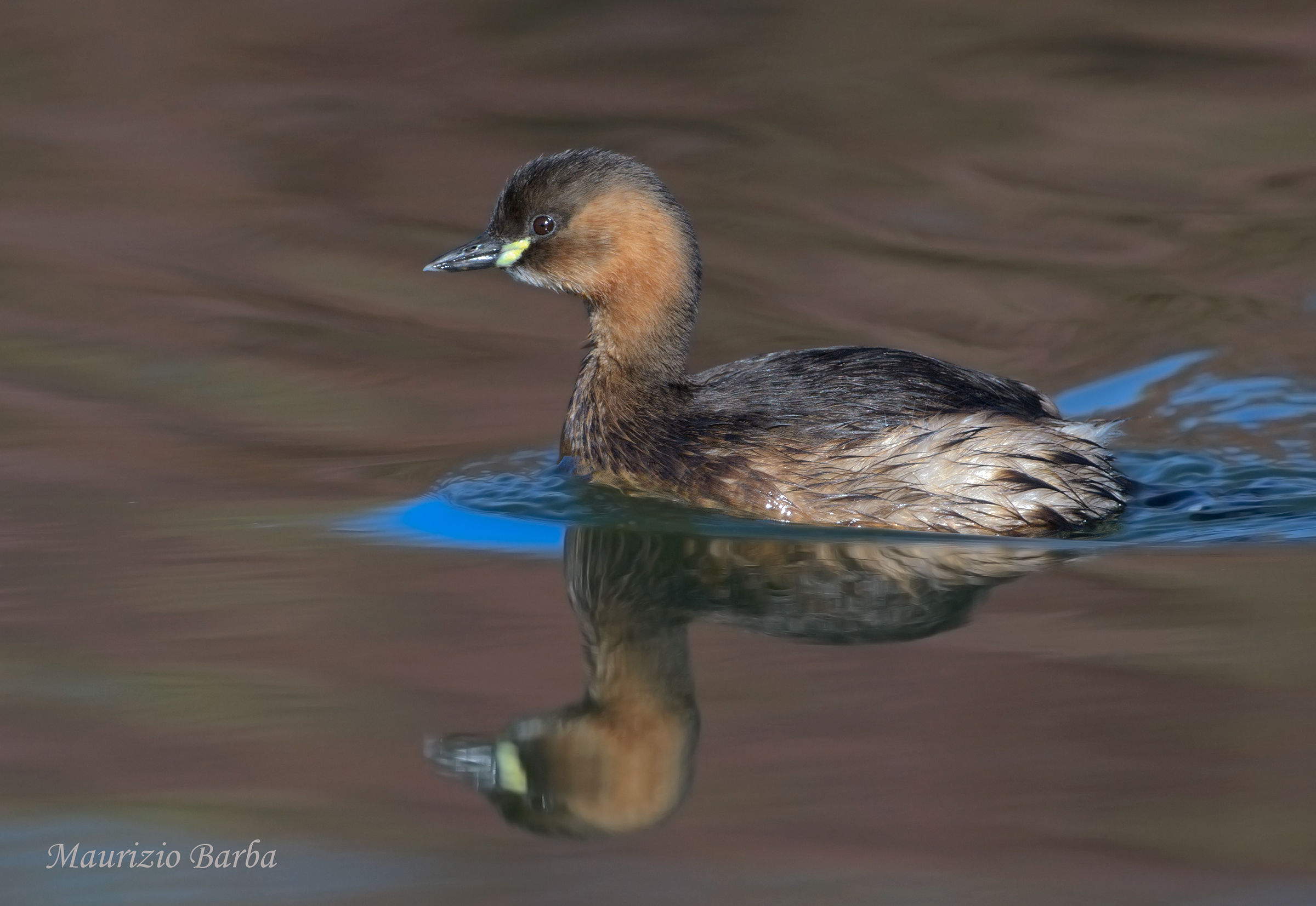 Little Grebe