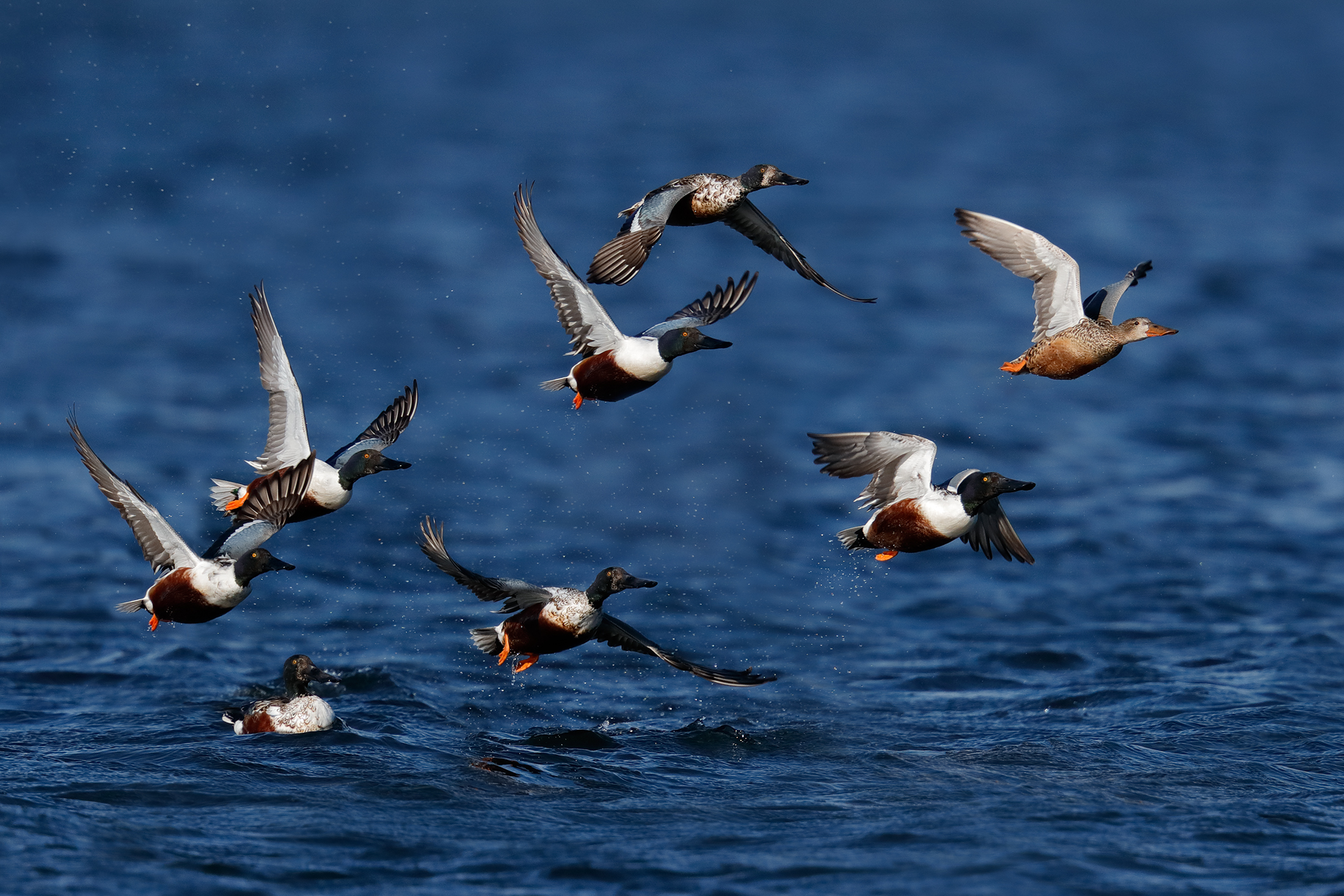 Lo stacco dei mestoloni