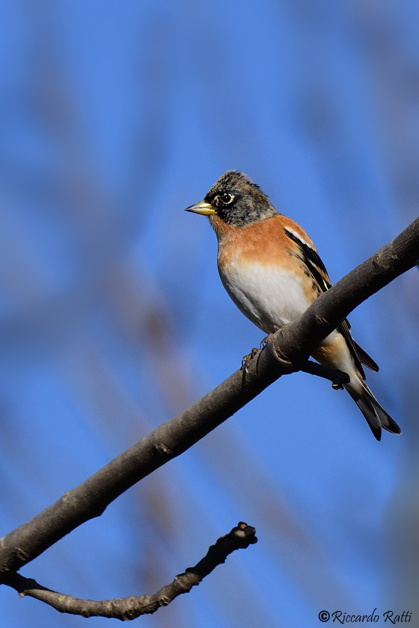 Brambling