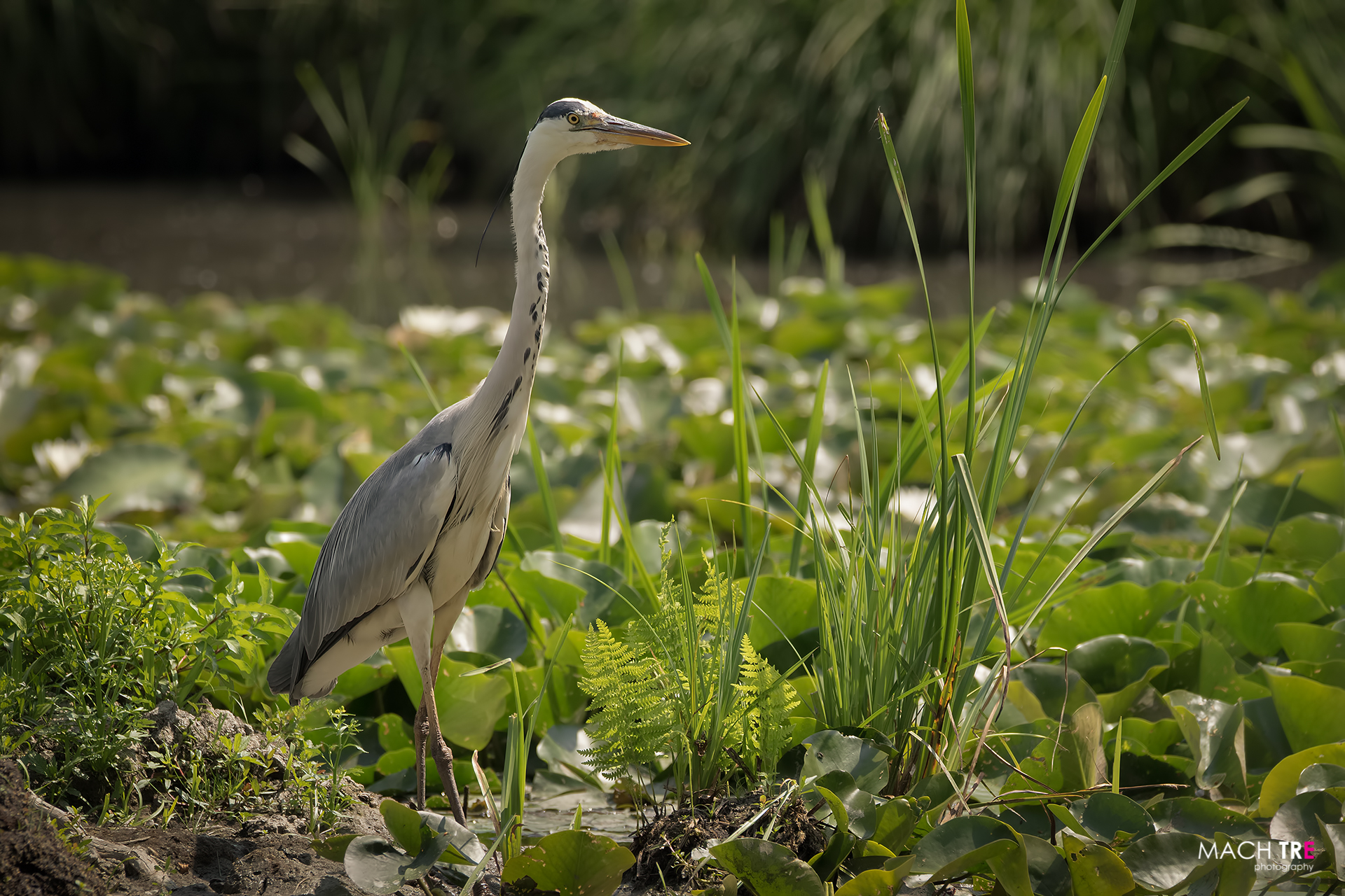 Gray heron (Ardea cinerea)