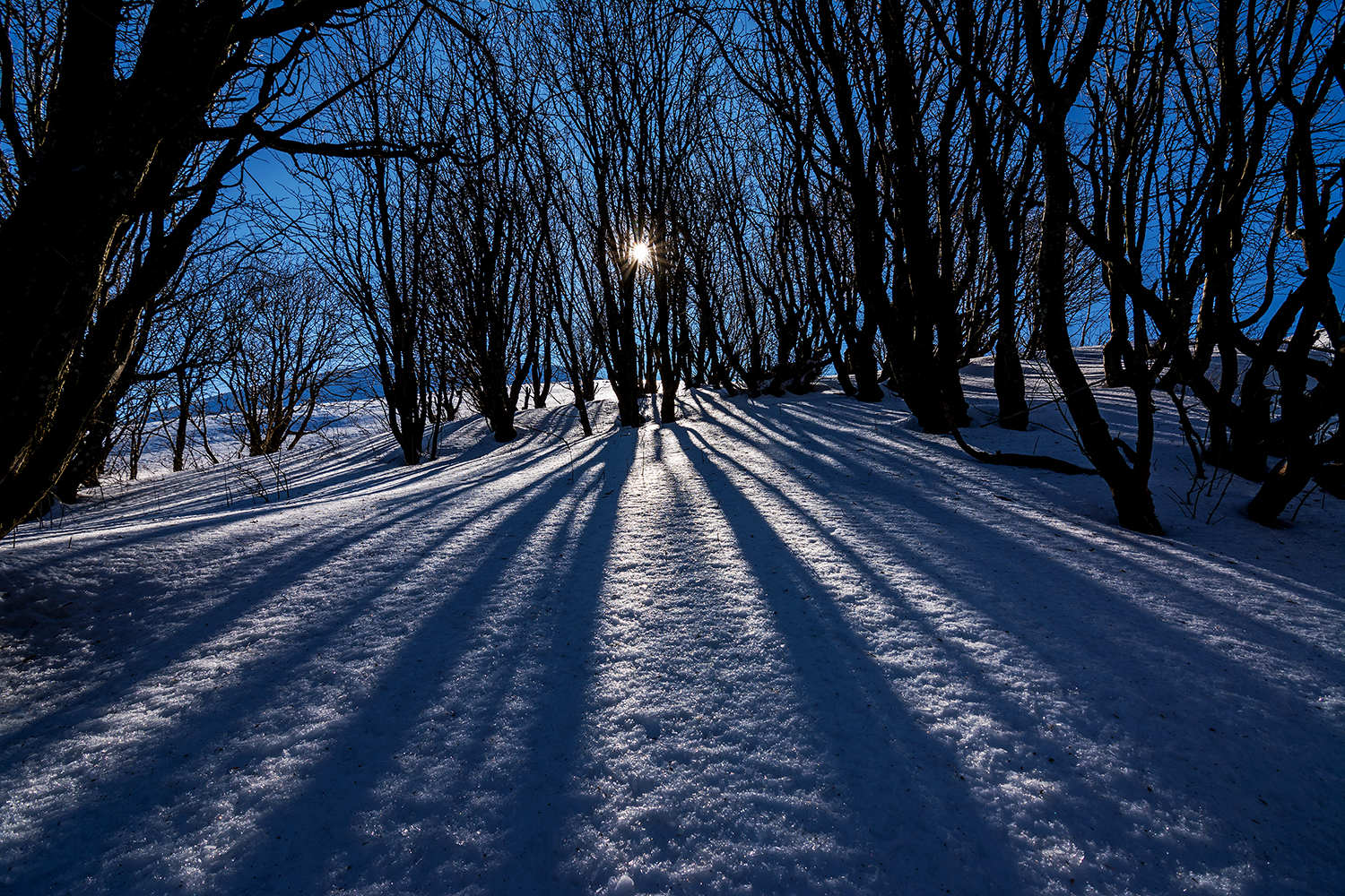 Controluce sulla neve