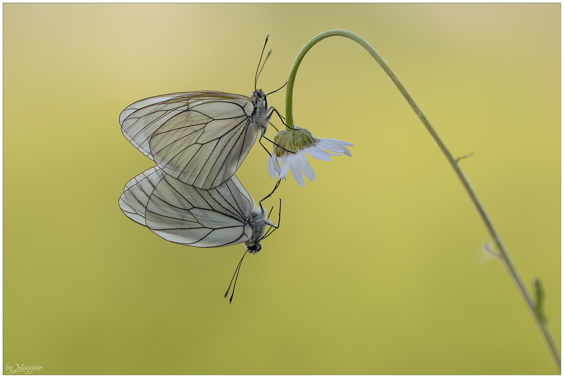 Tenderness