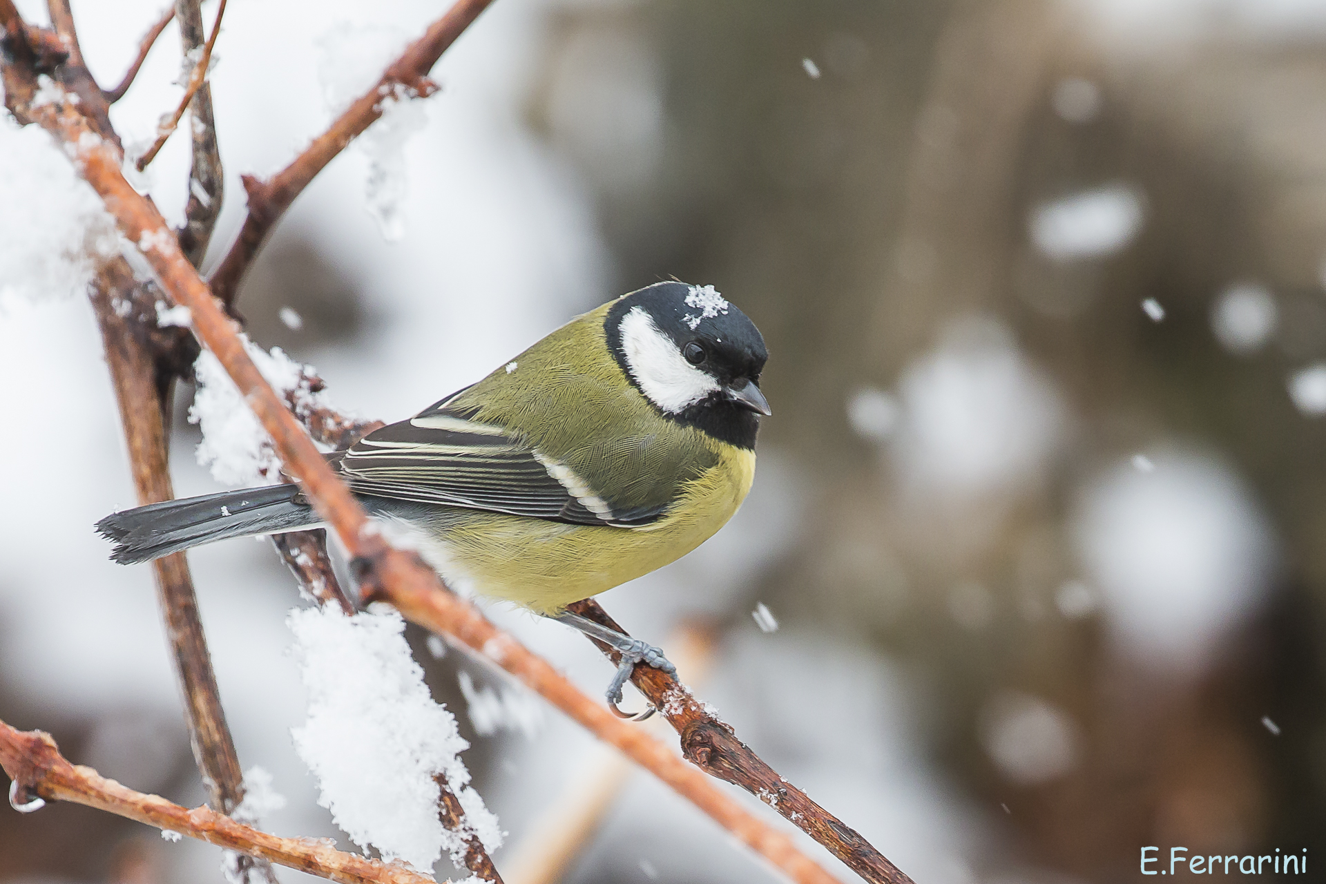 Great tit under the snow