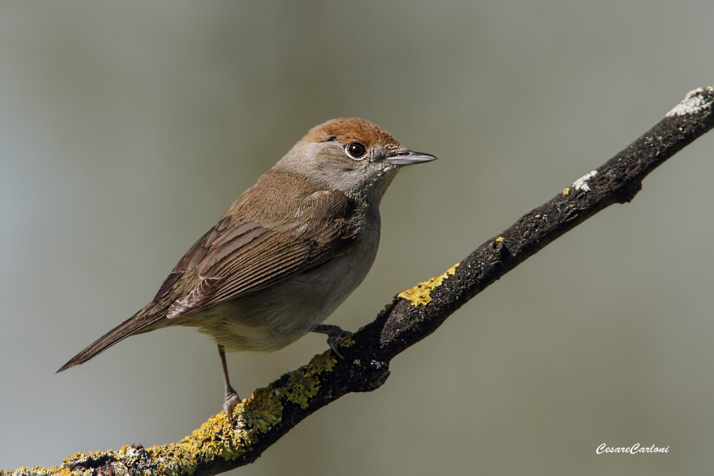 capinera femmina (silvia atricapilla)