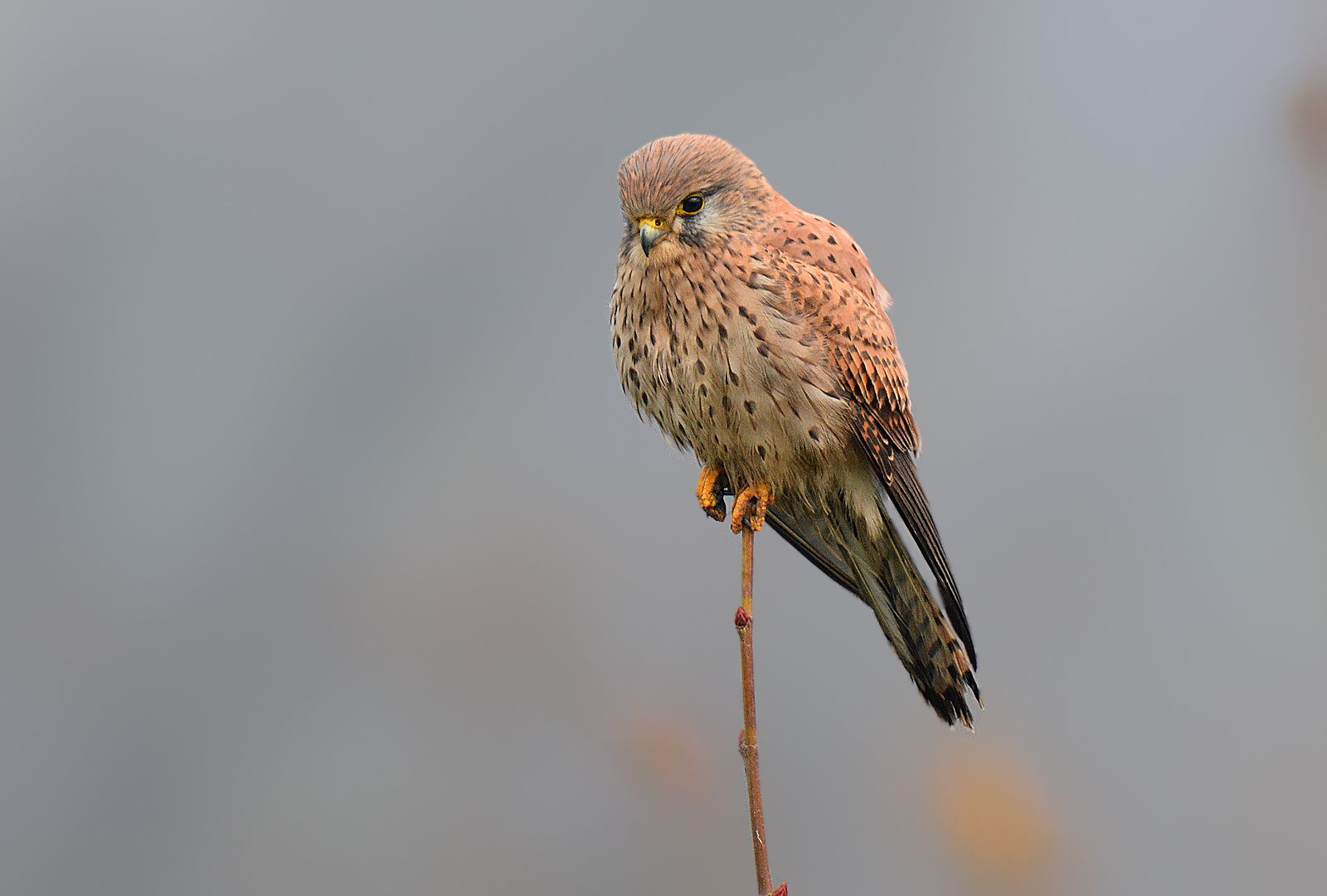 Gheppio nella nebbia