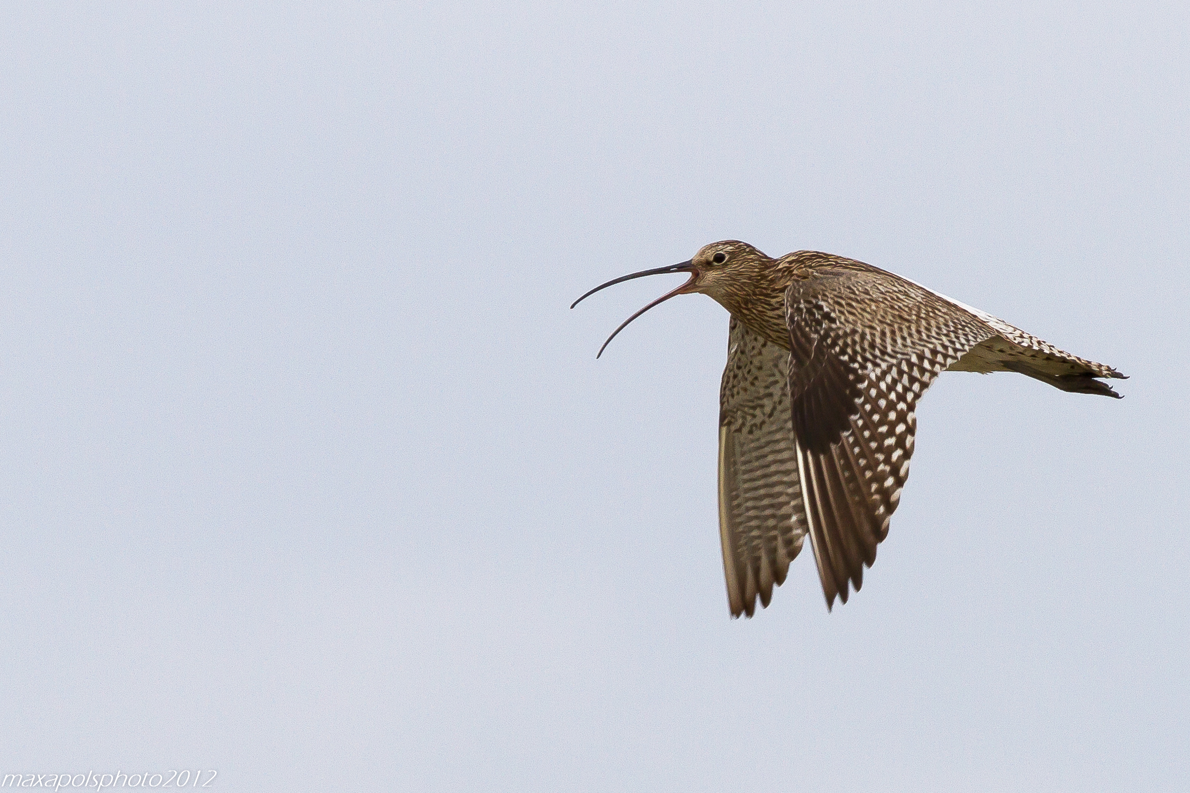 mobbing del chiurlo..