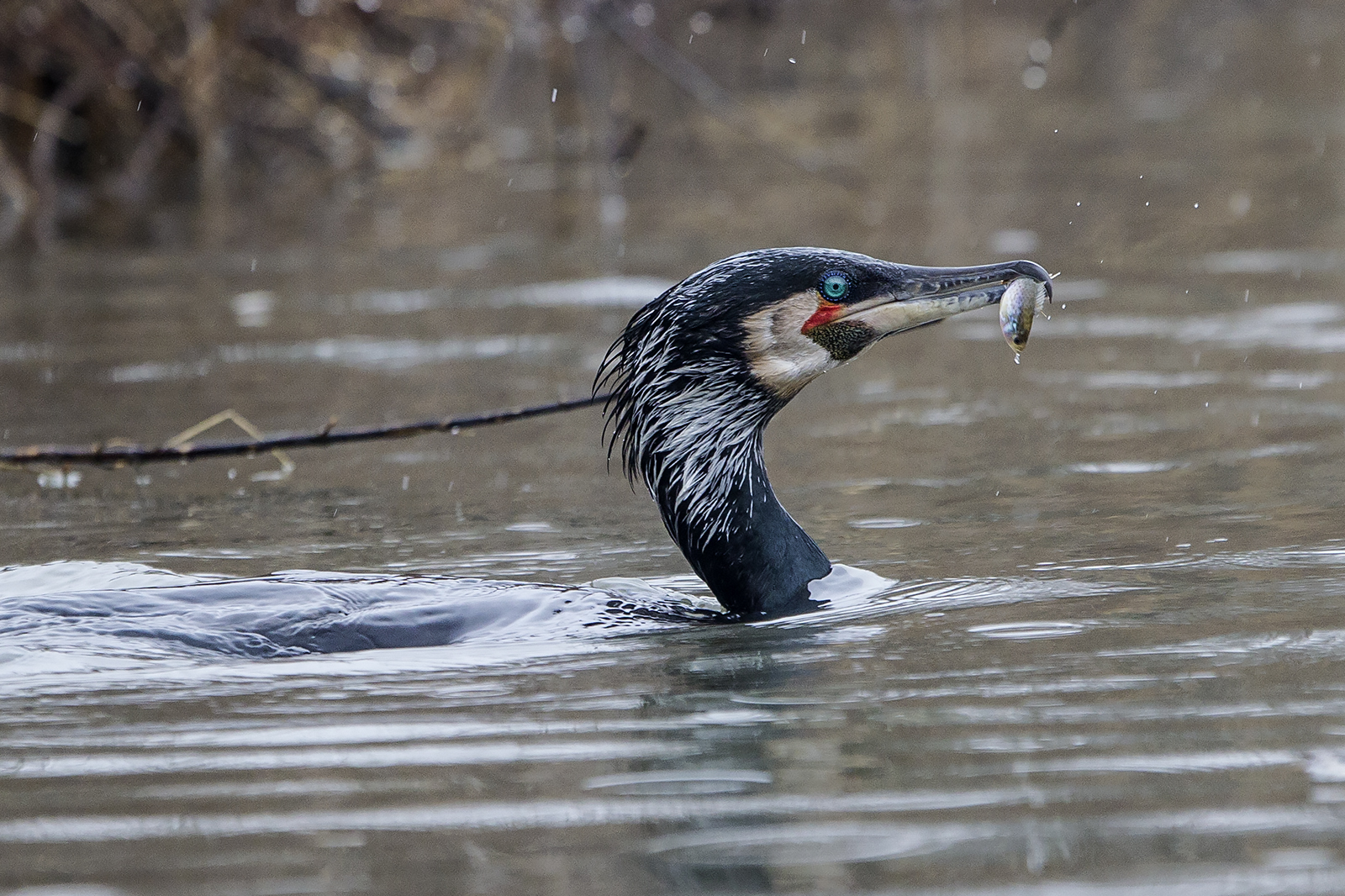 cormorant in a wedding dress with fish