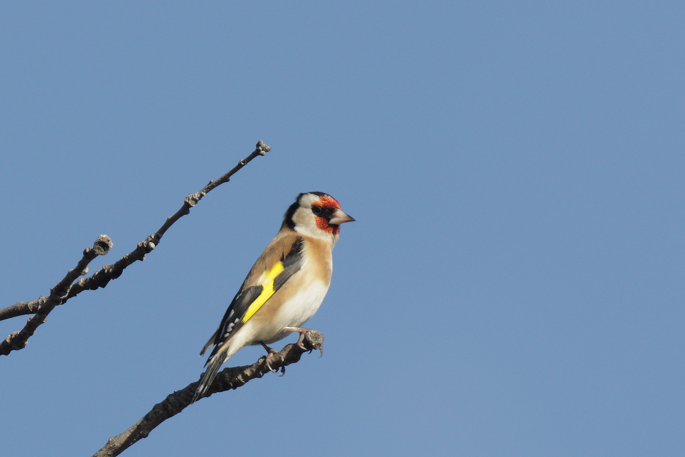 Goldfinch