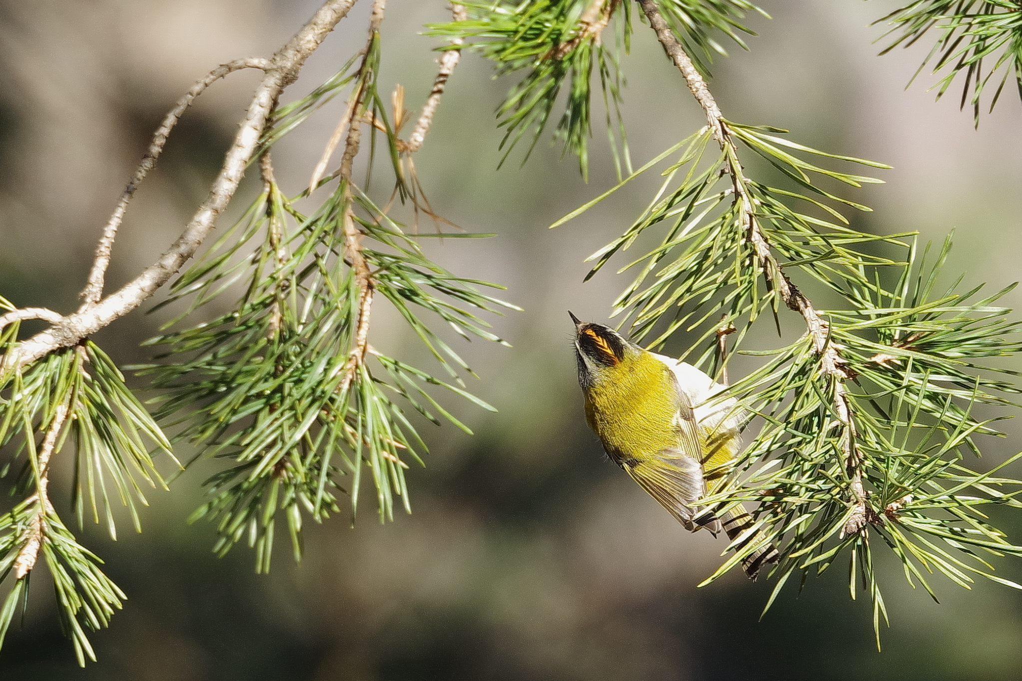 Fiorrancino (ritaglio)