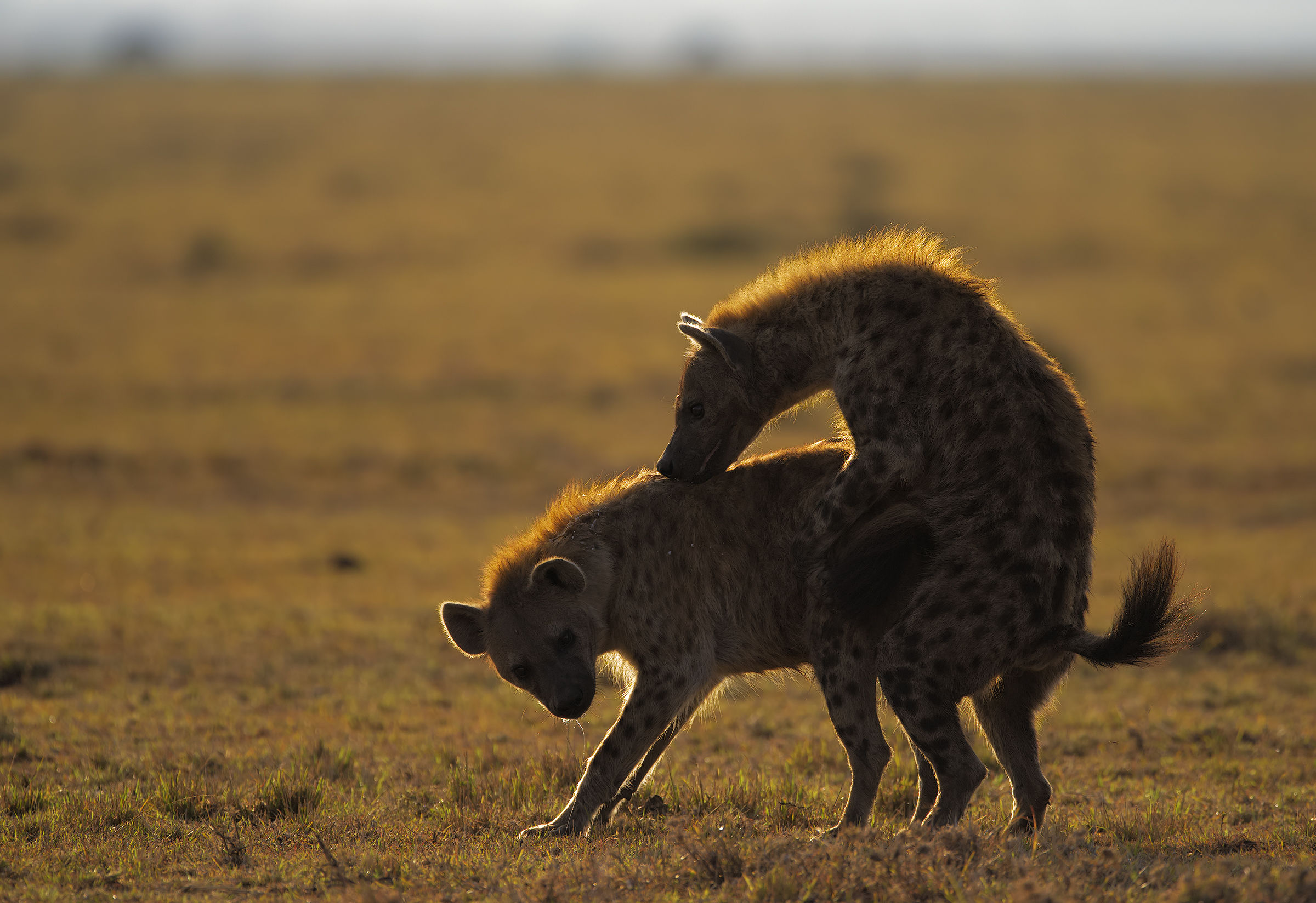 Sex in the Mara