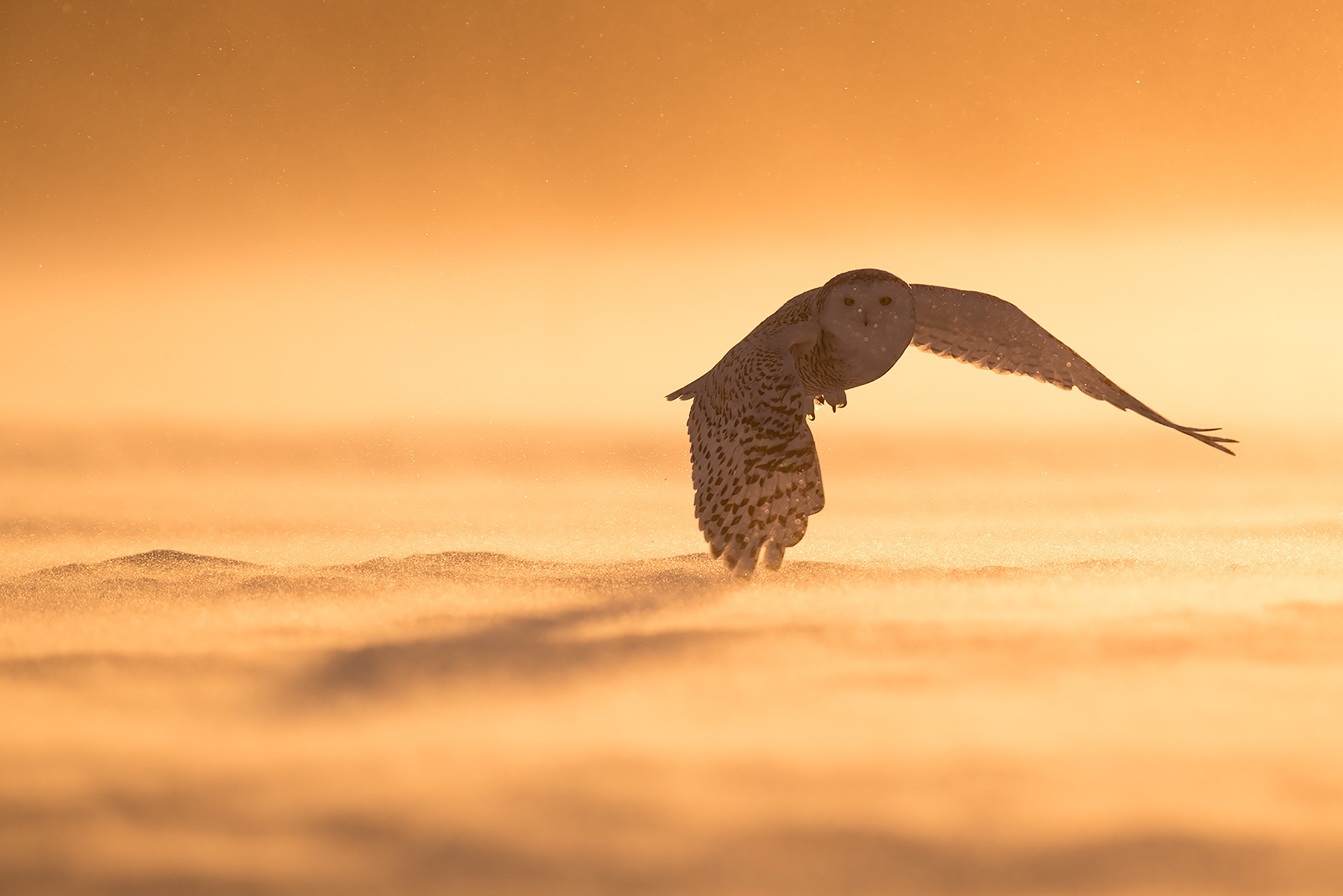 Gufo delle nevi in luce dorata
