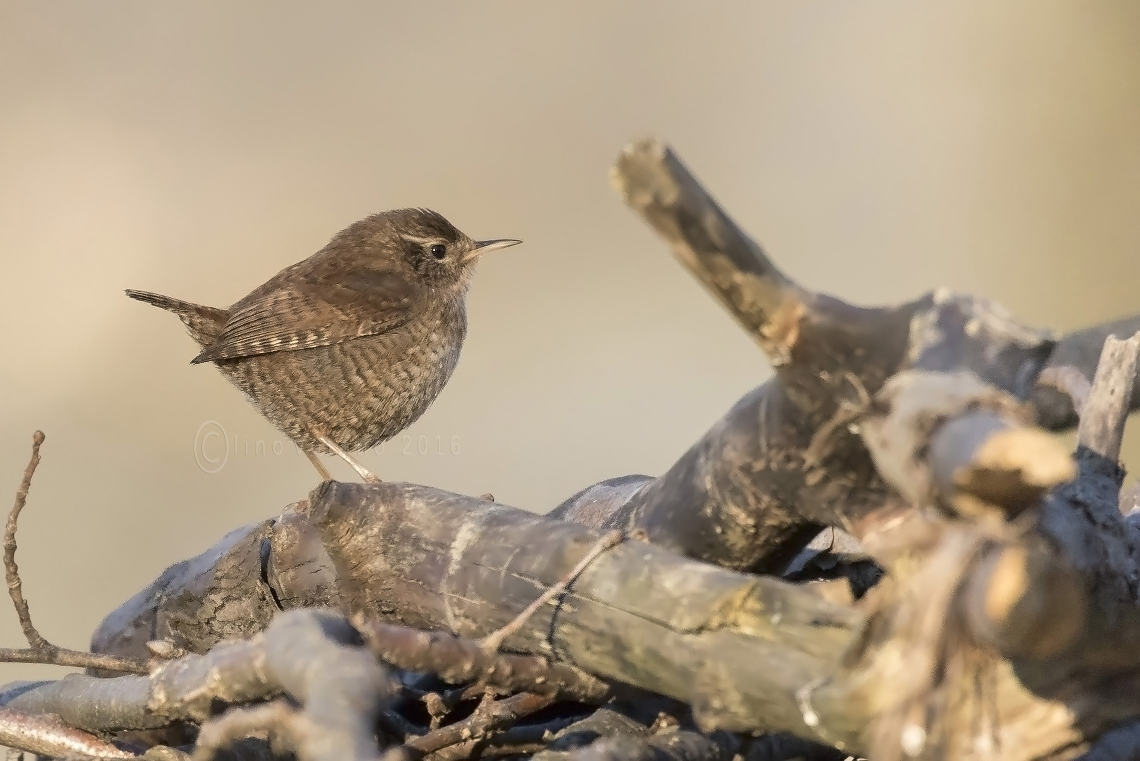 Scricciolo (Troglodytes troglodytes)