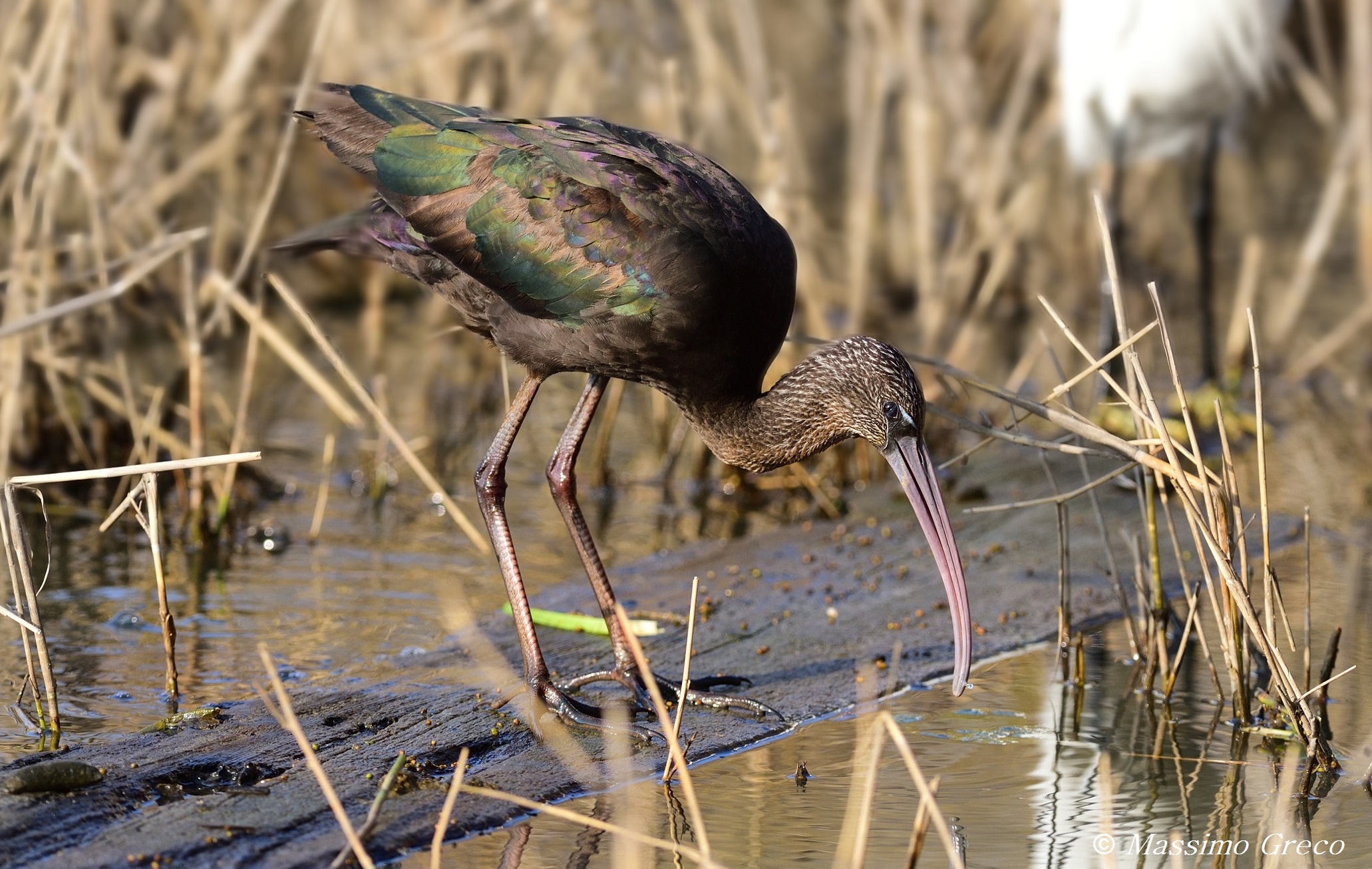 Mignattaio (Plegadis falcinellus)