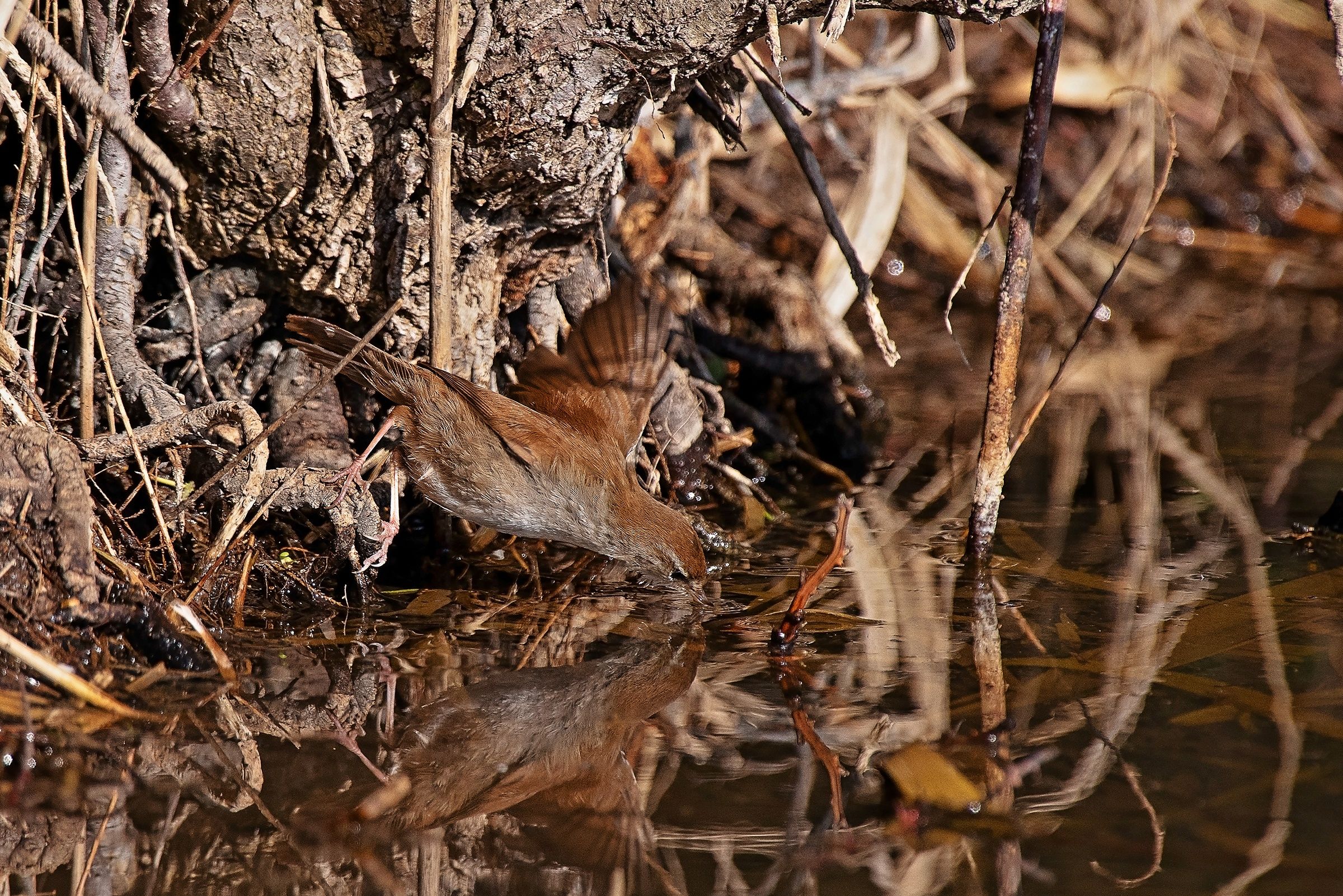 Usignolo di fiume all'attacco
