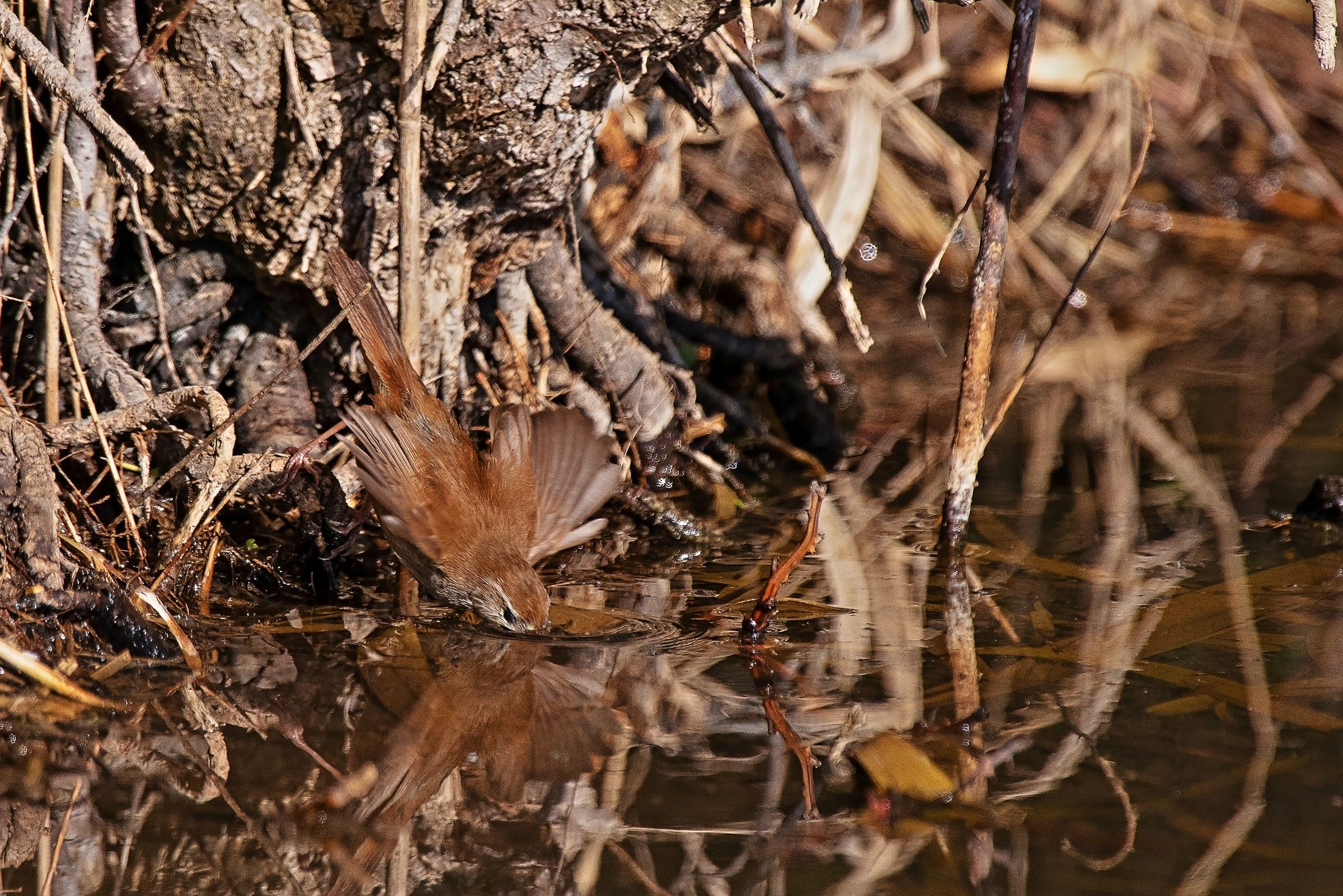 Usignolo di Fiume in caccia
