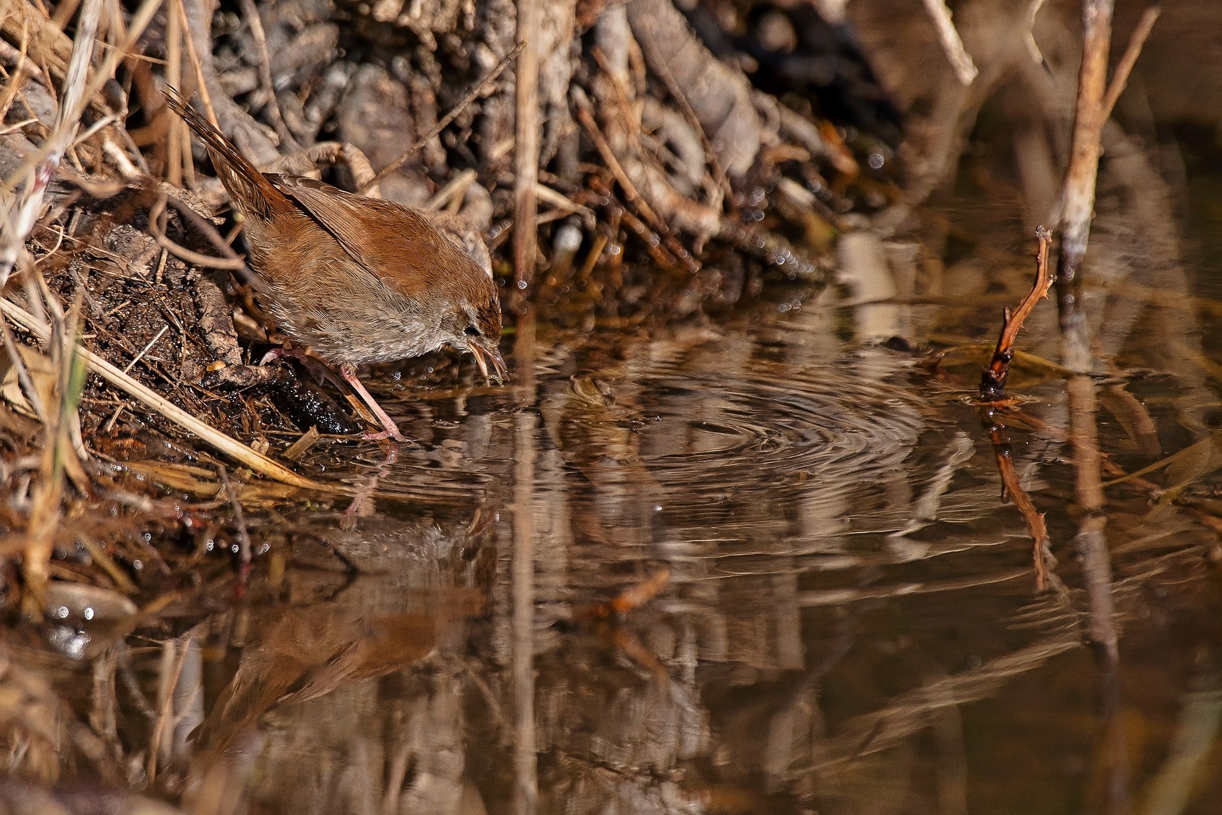 Usignolo di fiume con preda