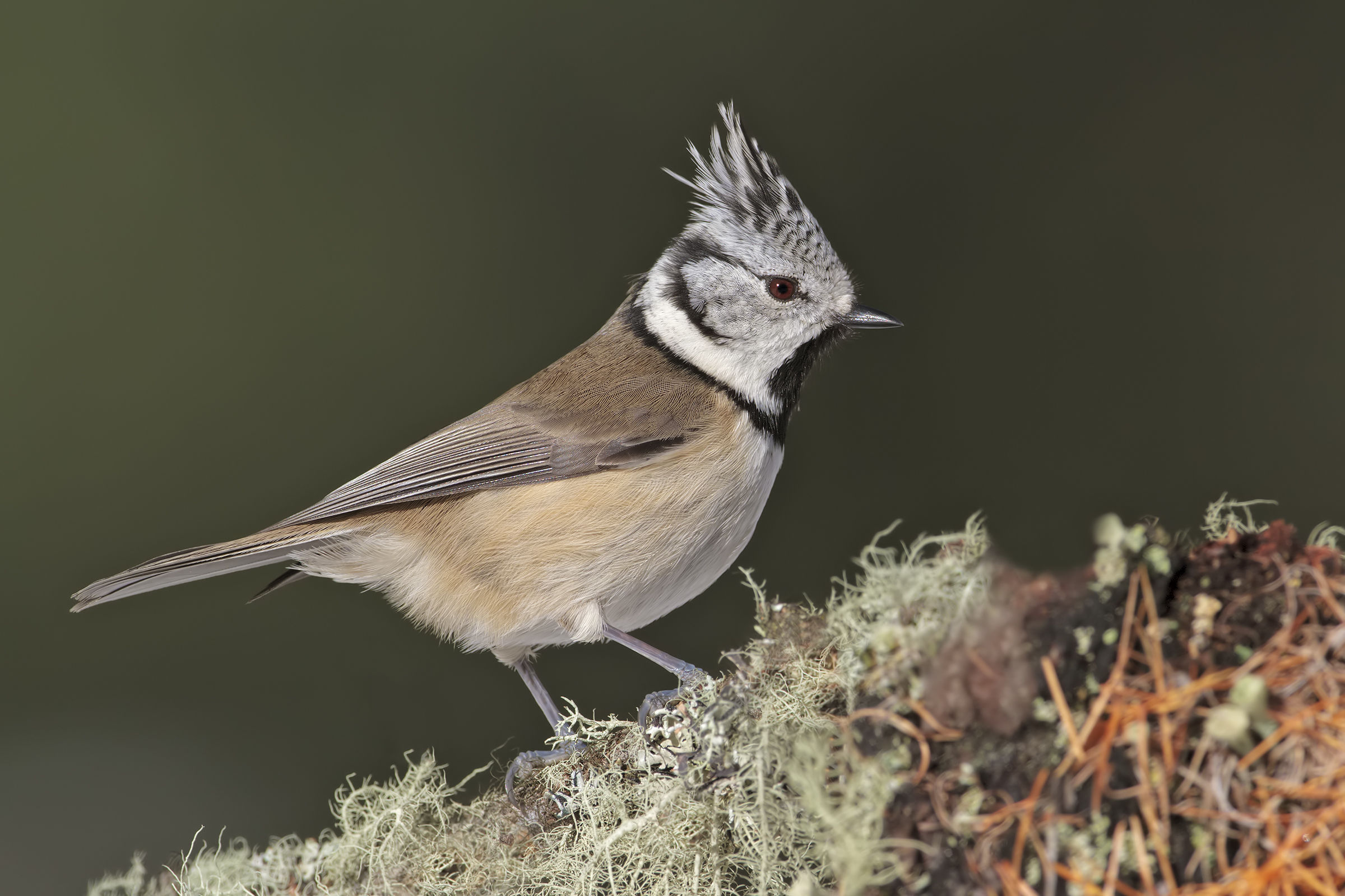 Crested tit