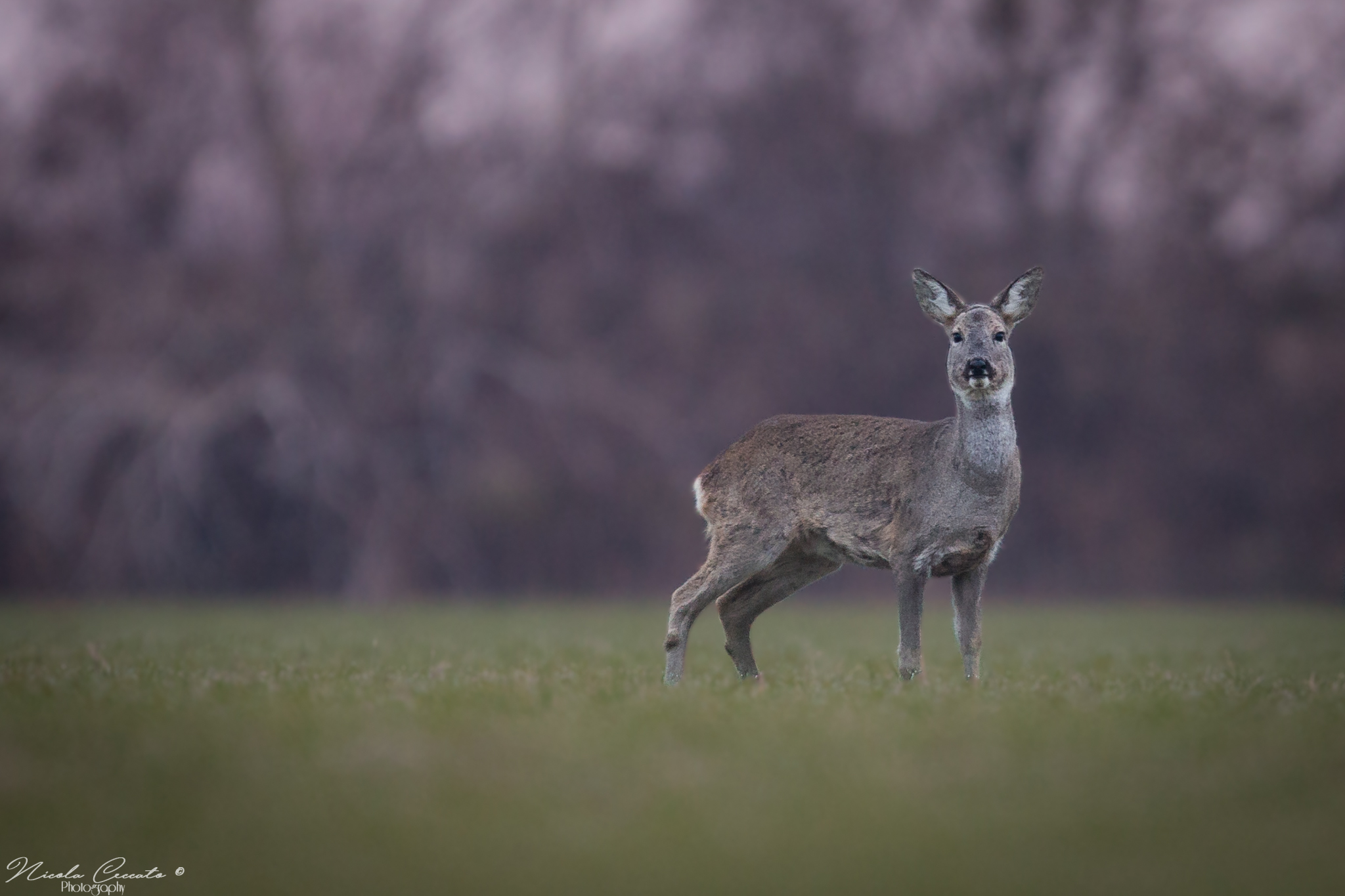 Under a pink sunrise