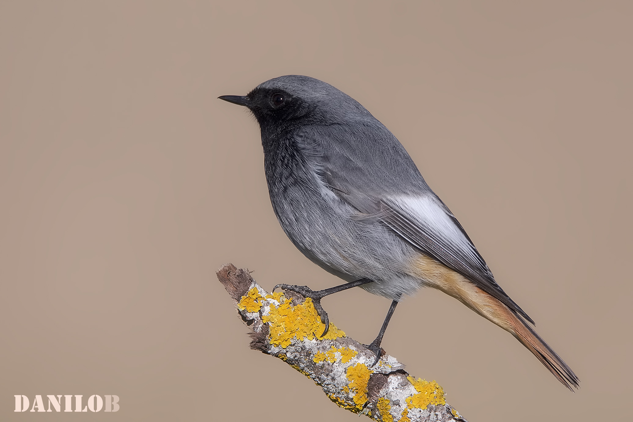 Redstart