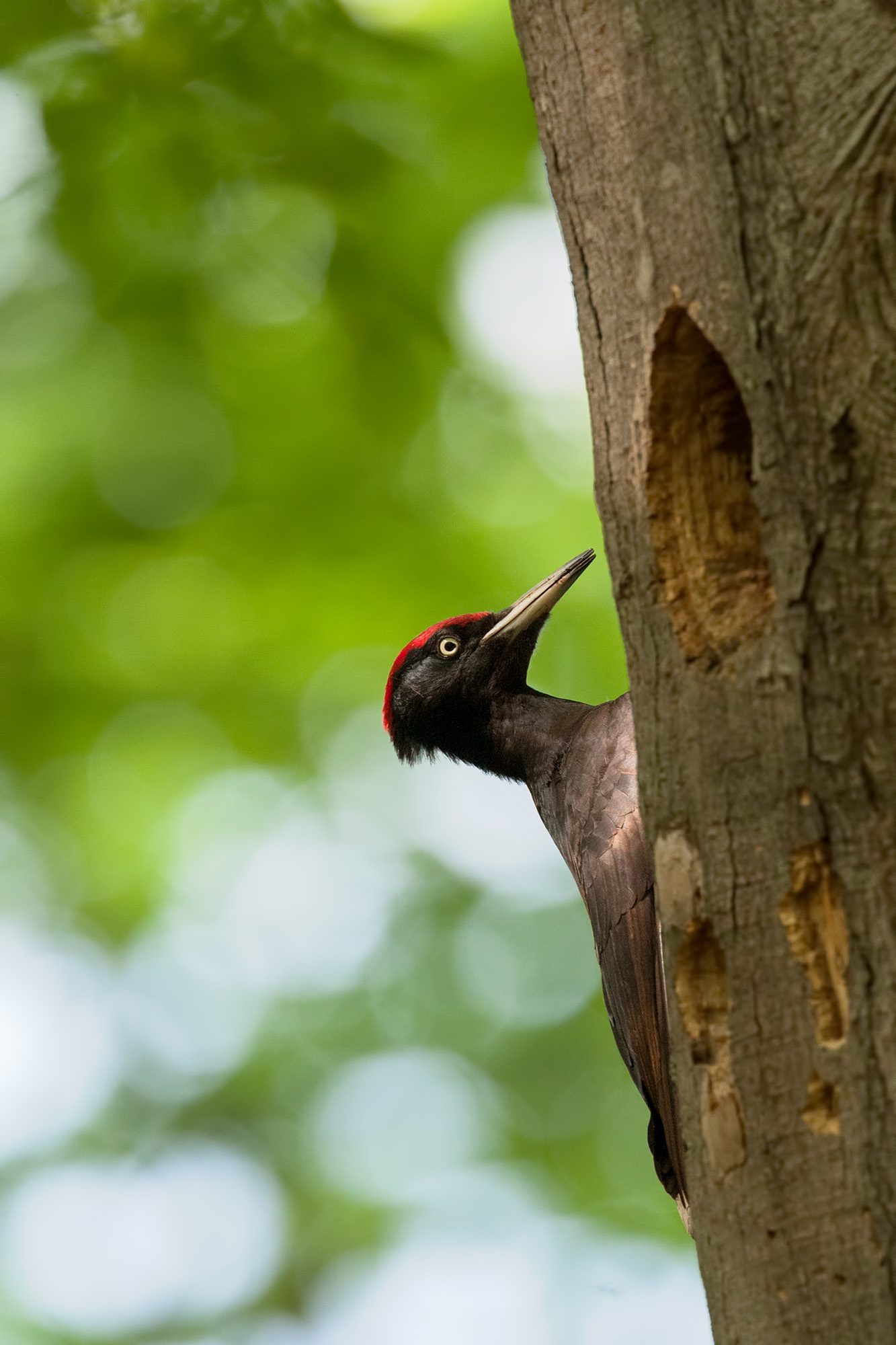 The king of the forest