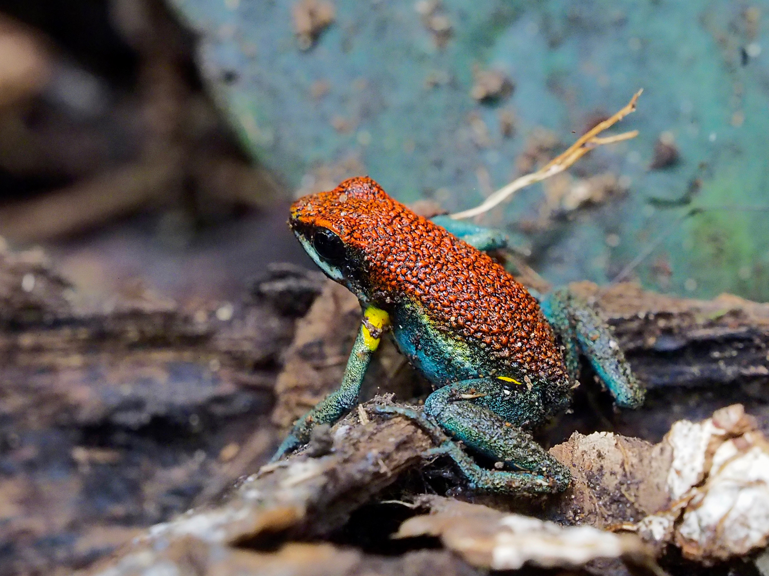 Dart Poison Frog, Cuyabeno