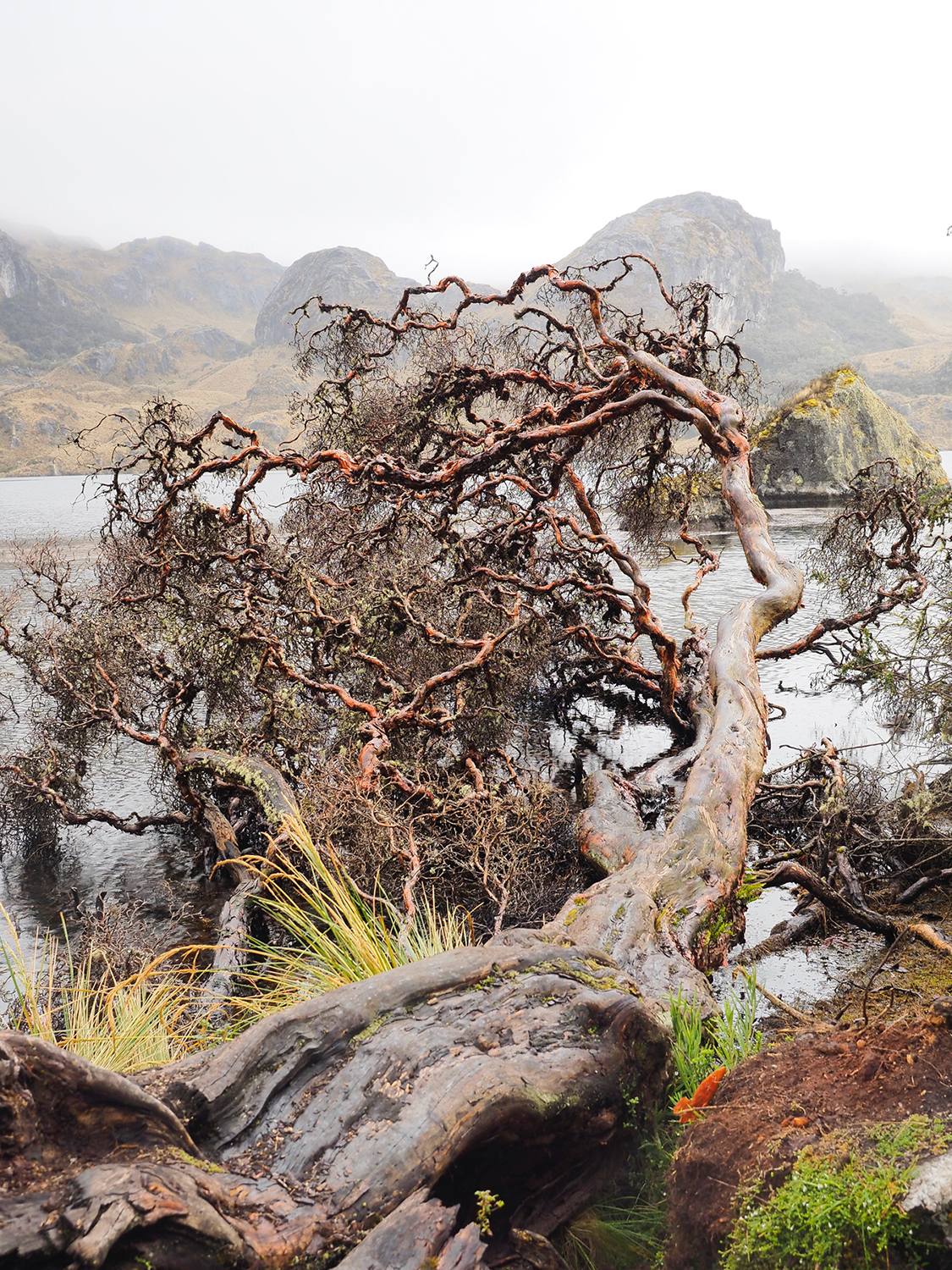 Pioggia al Parco del Cajas