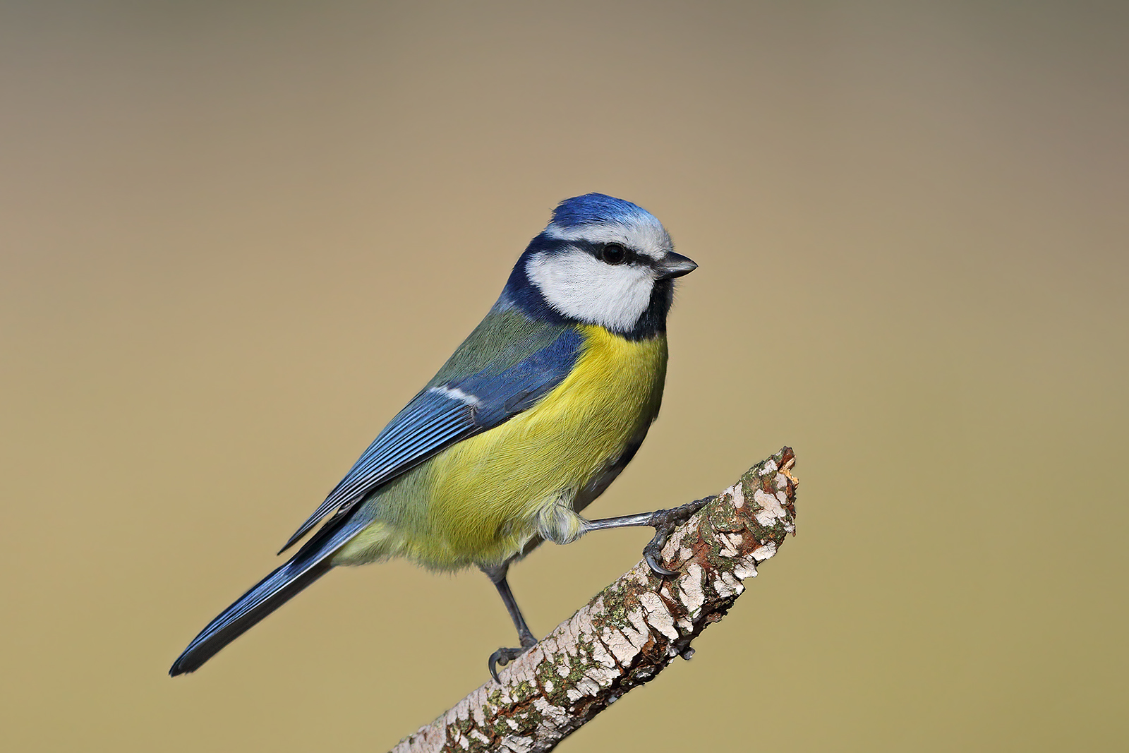 Blue tit posing