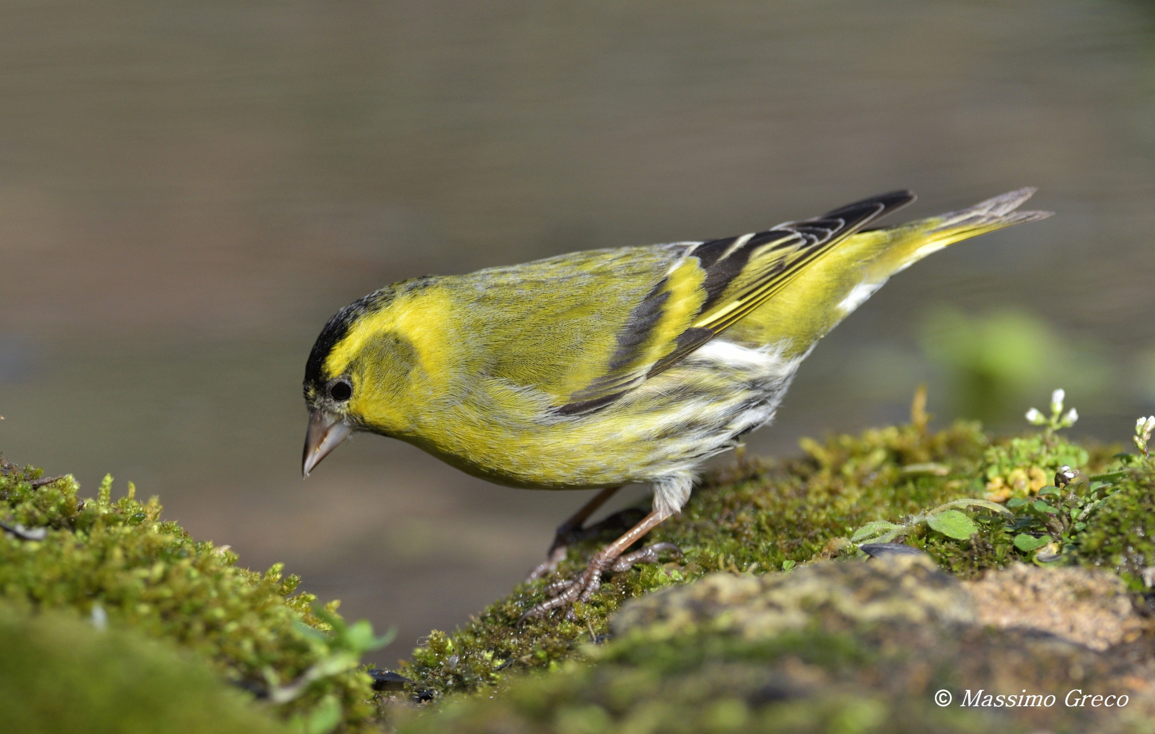 Siskin (Spinus spinus)