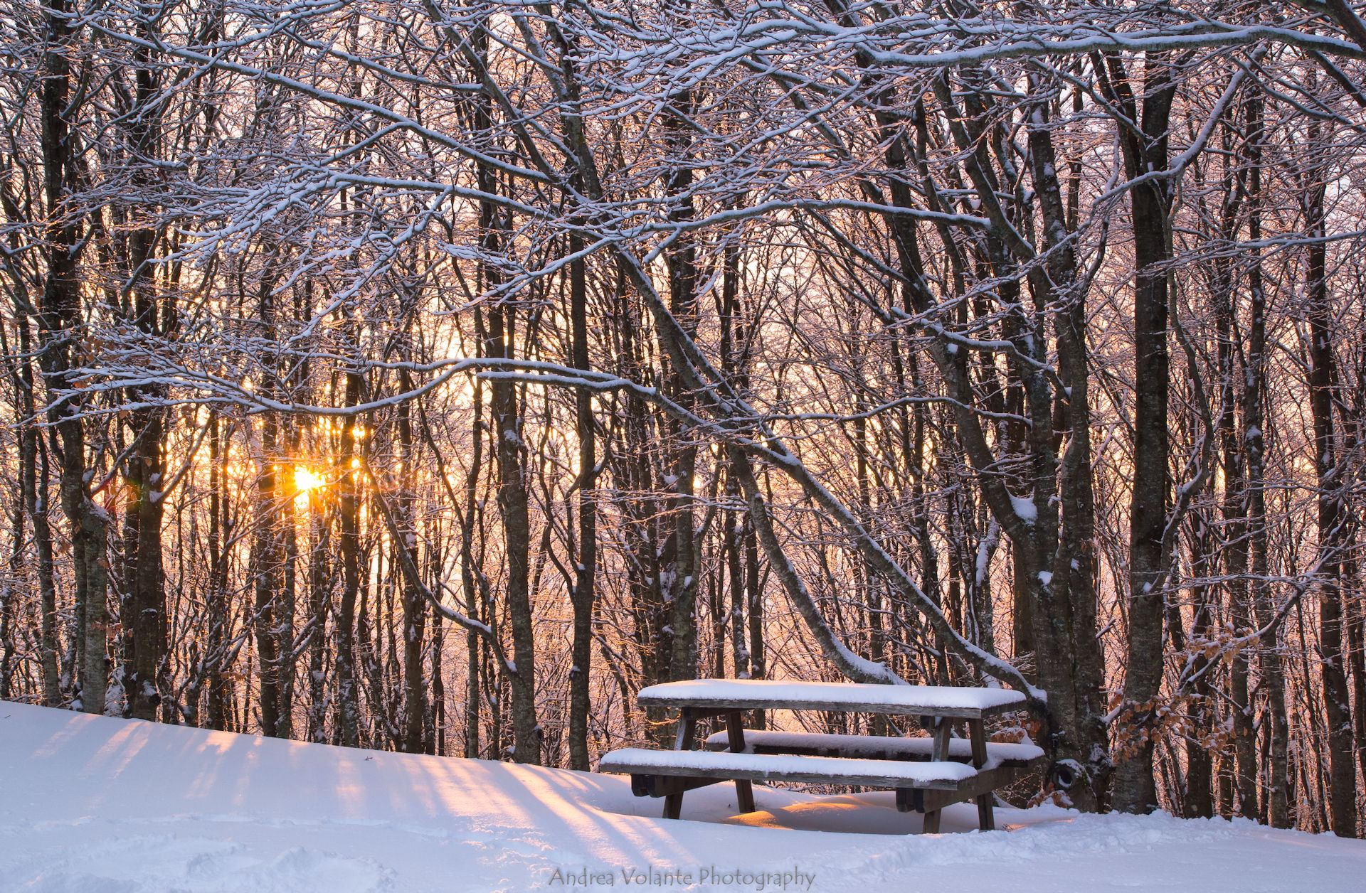 Winter ..stories of beech trees at sunset.