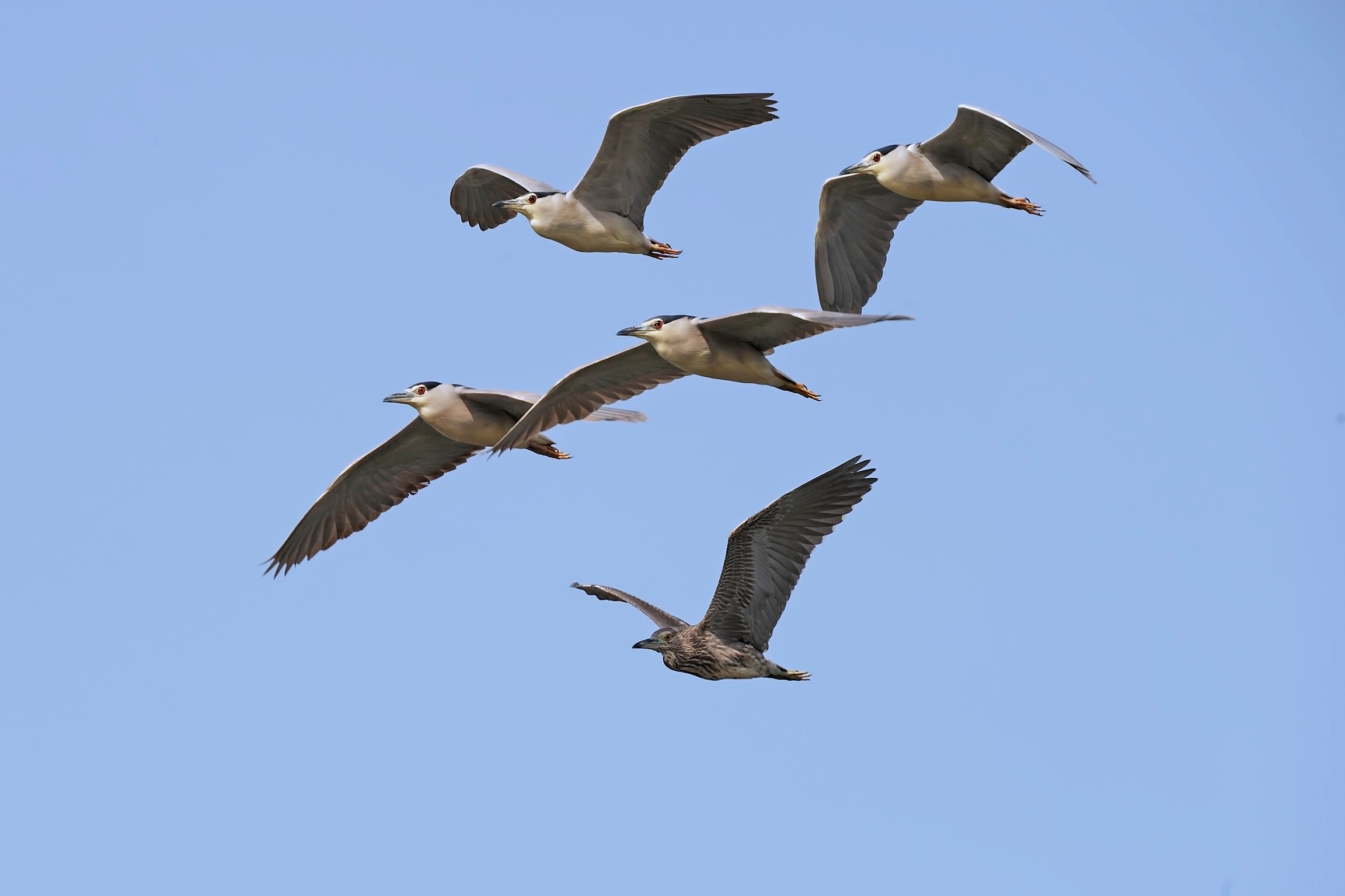 Night herons in flight