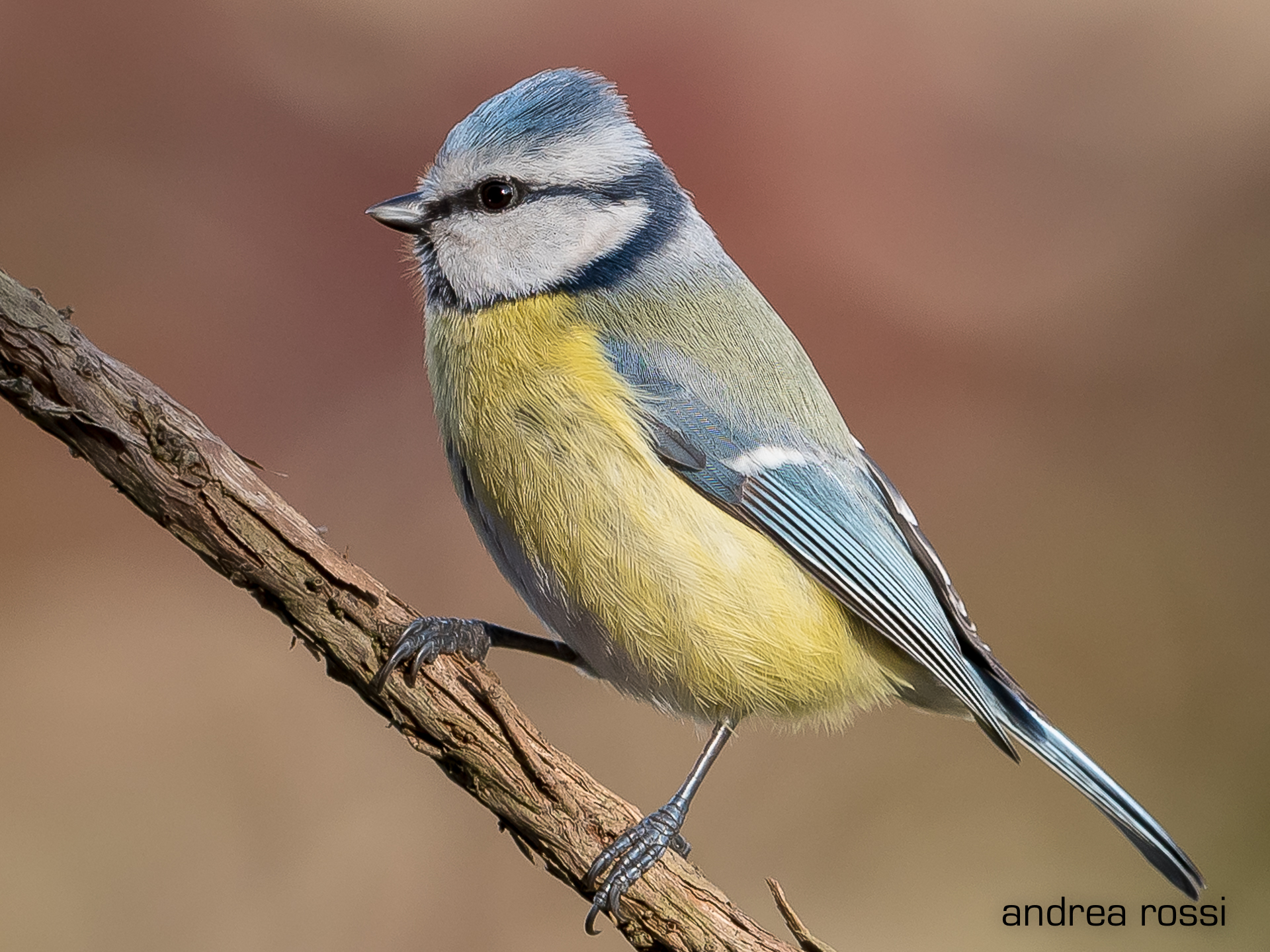 blue tit in the garden ...