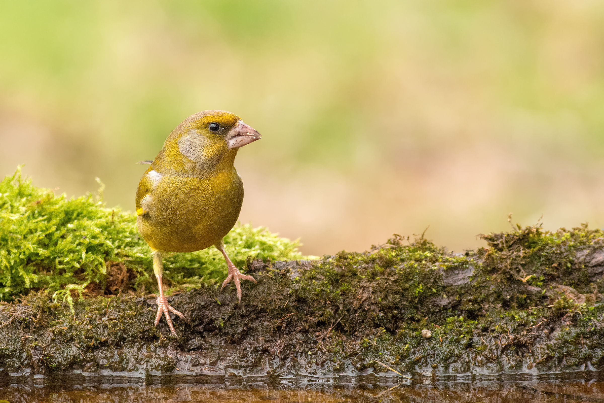 greenfinch