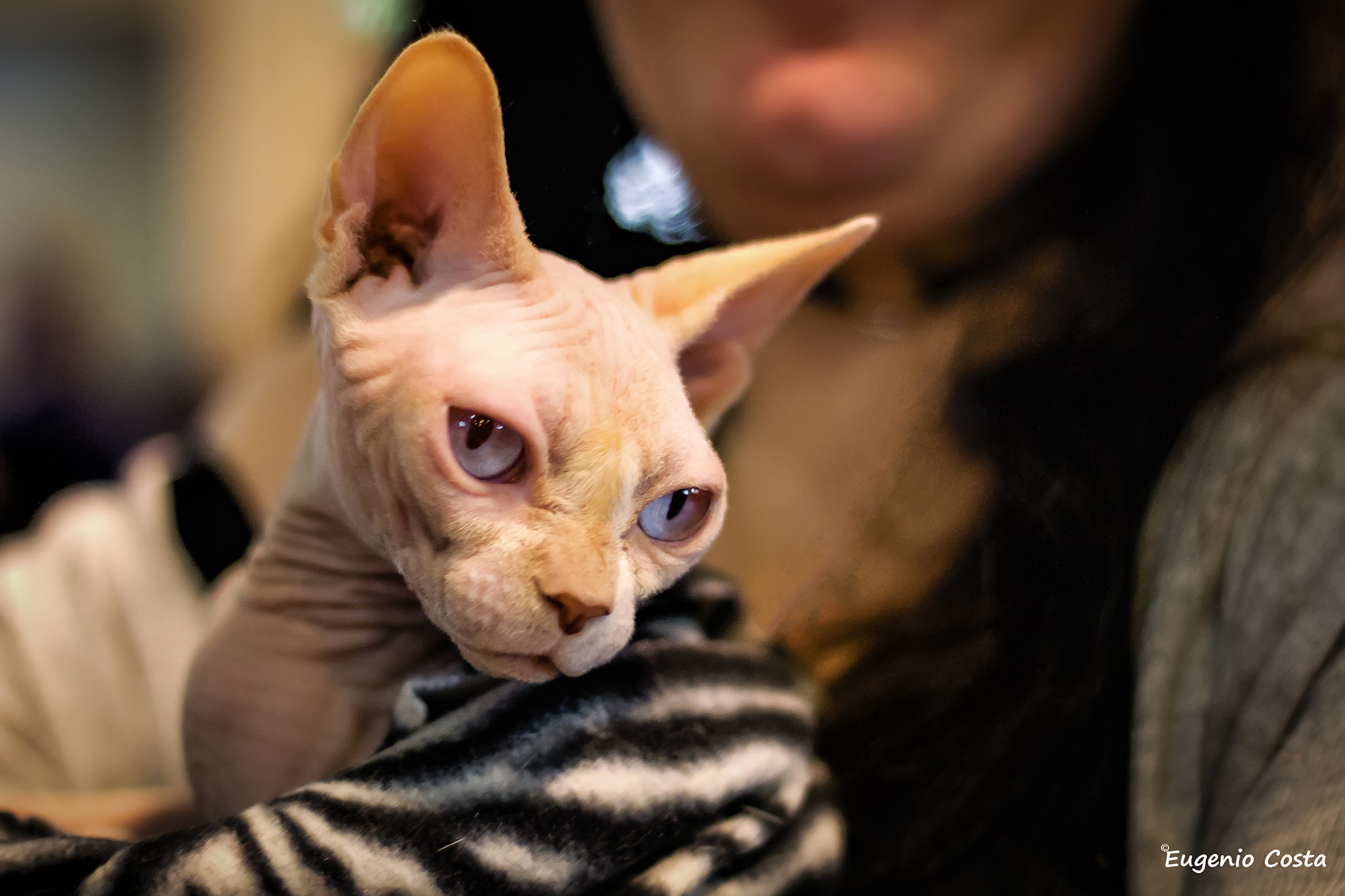 “Gatto Sphynx”