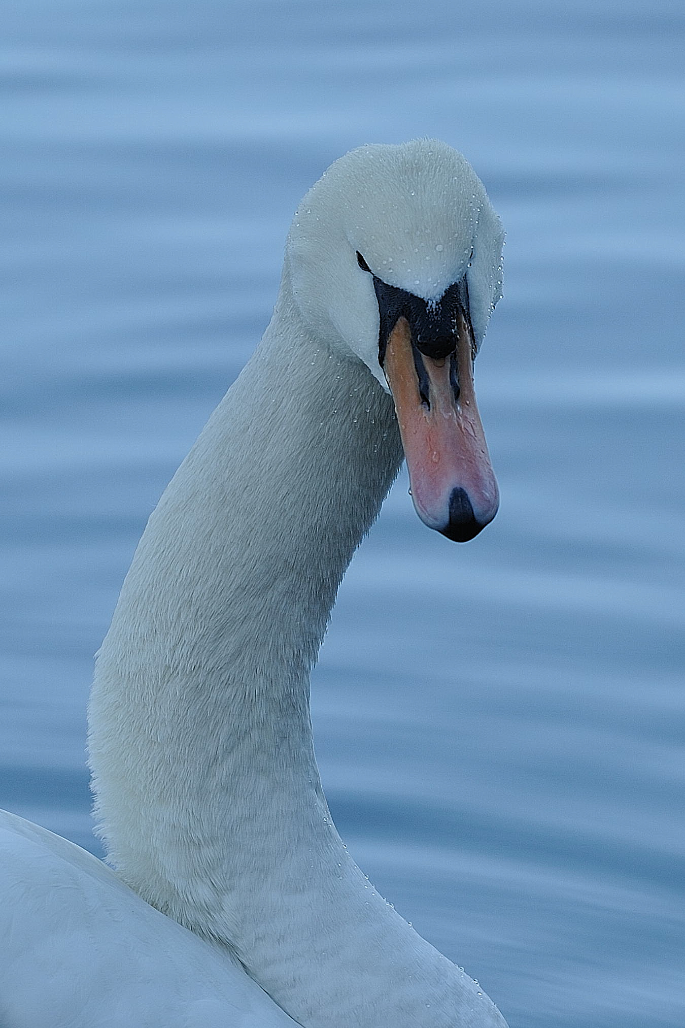 Mute Swan