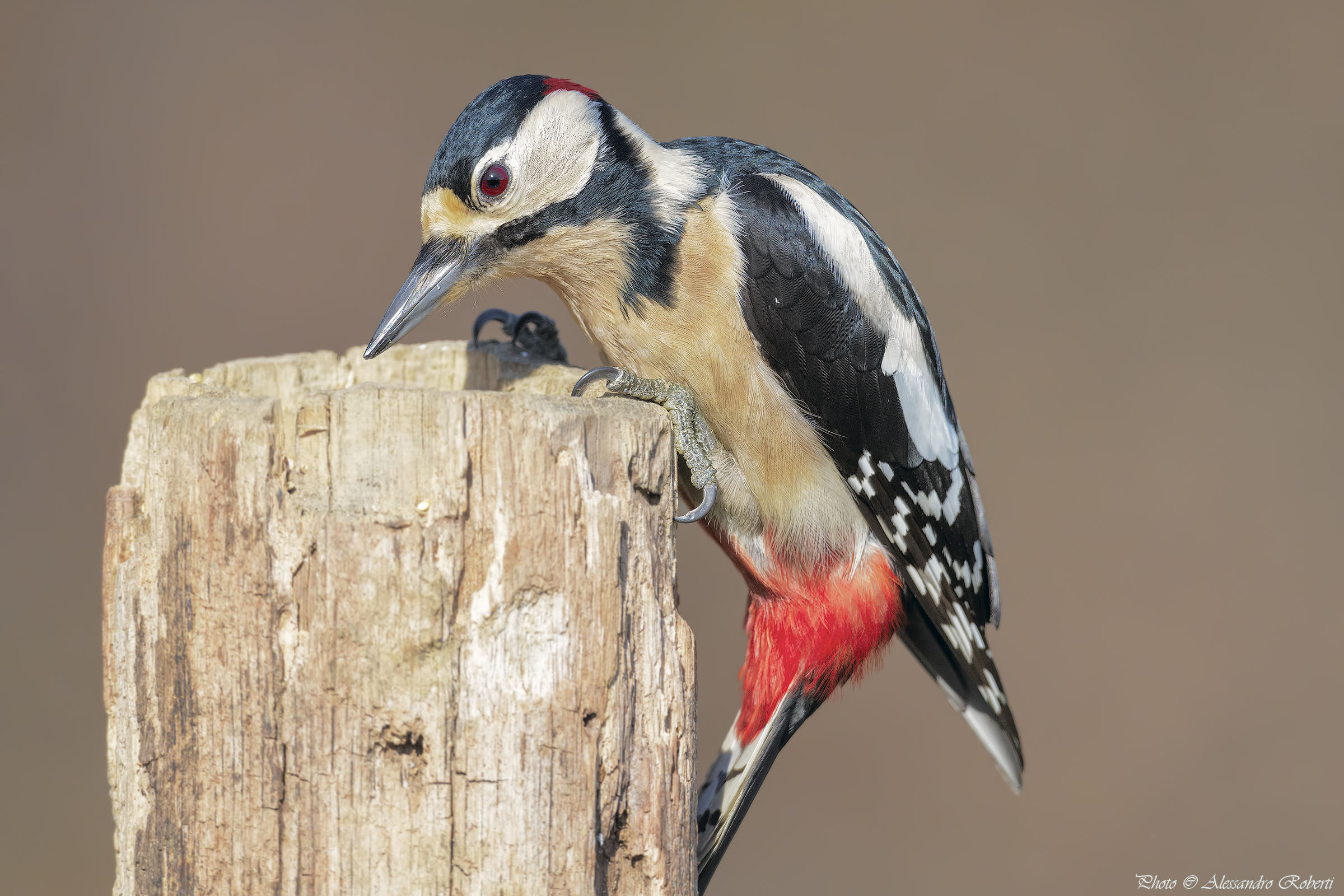 Picchio curioso.......