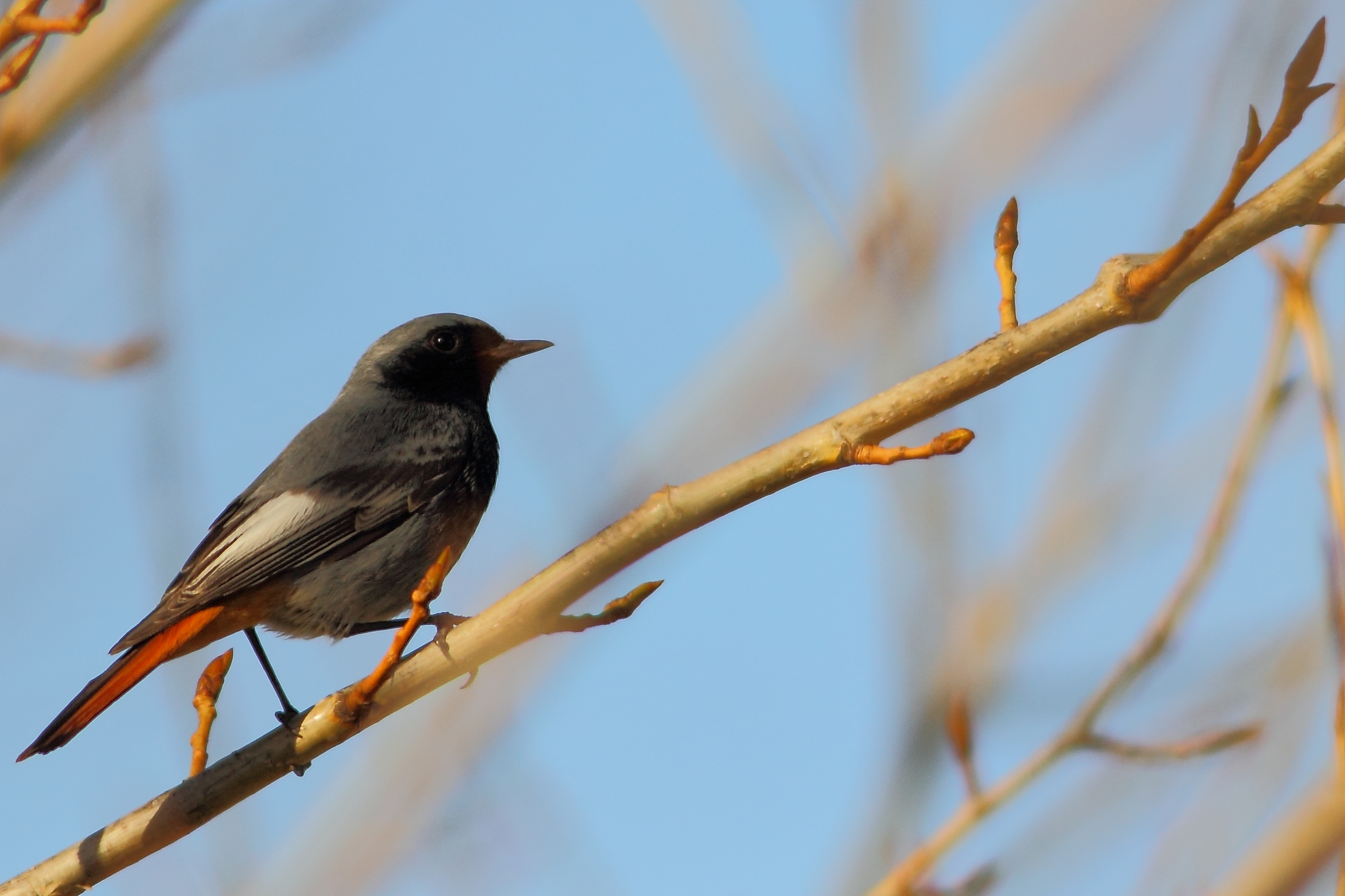 Redstart