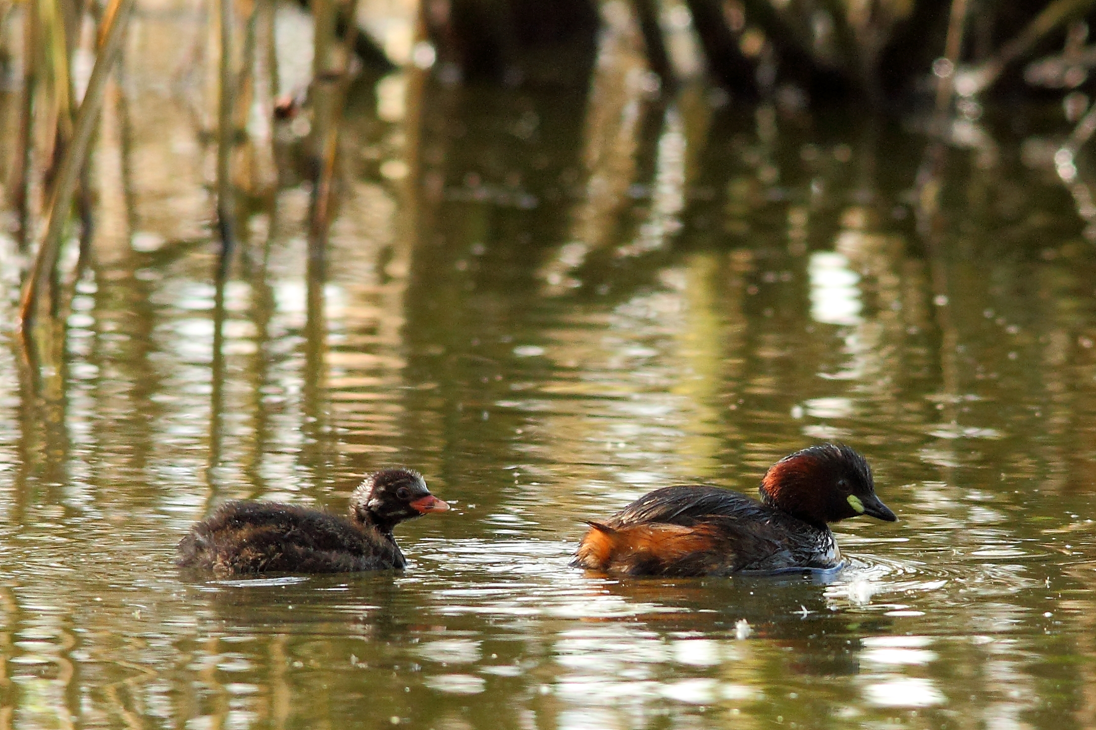Winter style Tuffetti