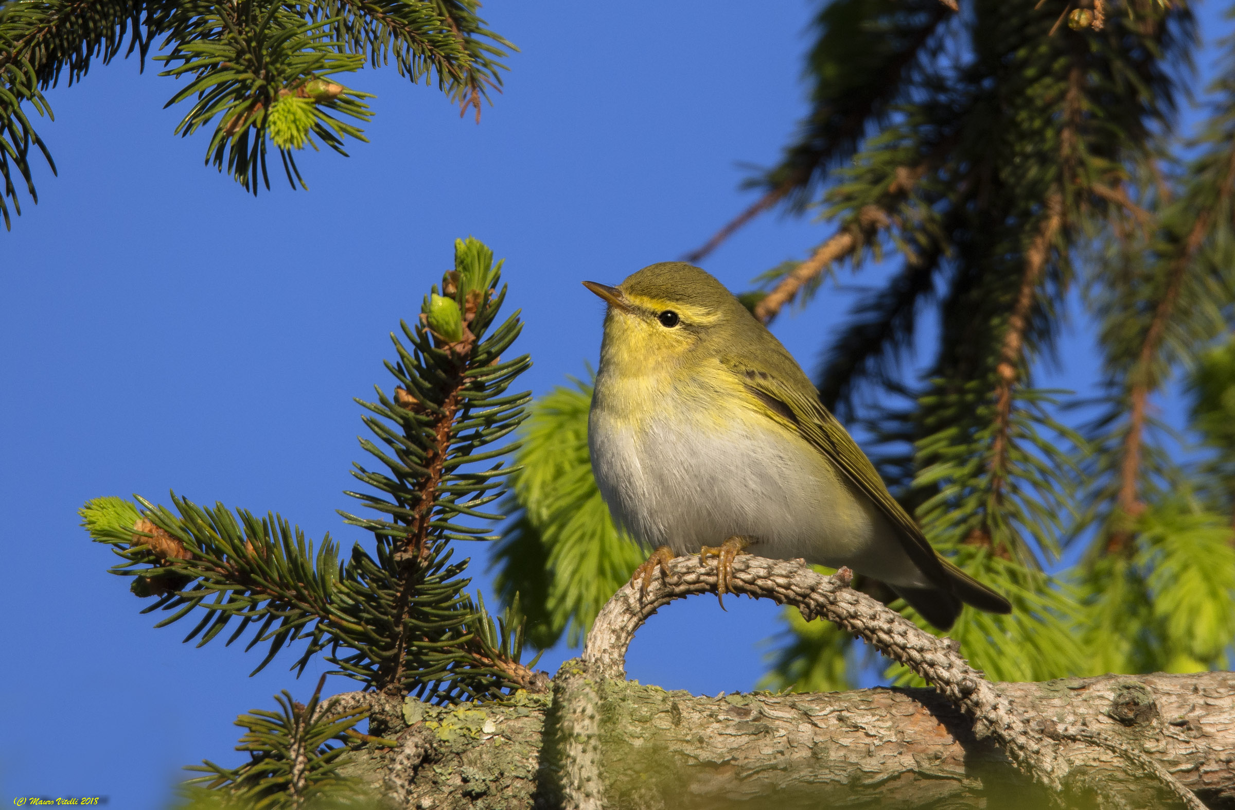Lui Verde (Phylloscopus sibilatrix)