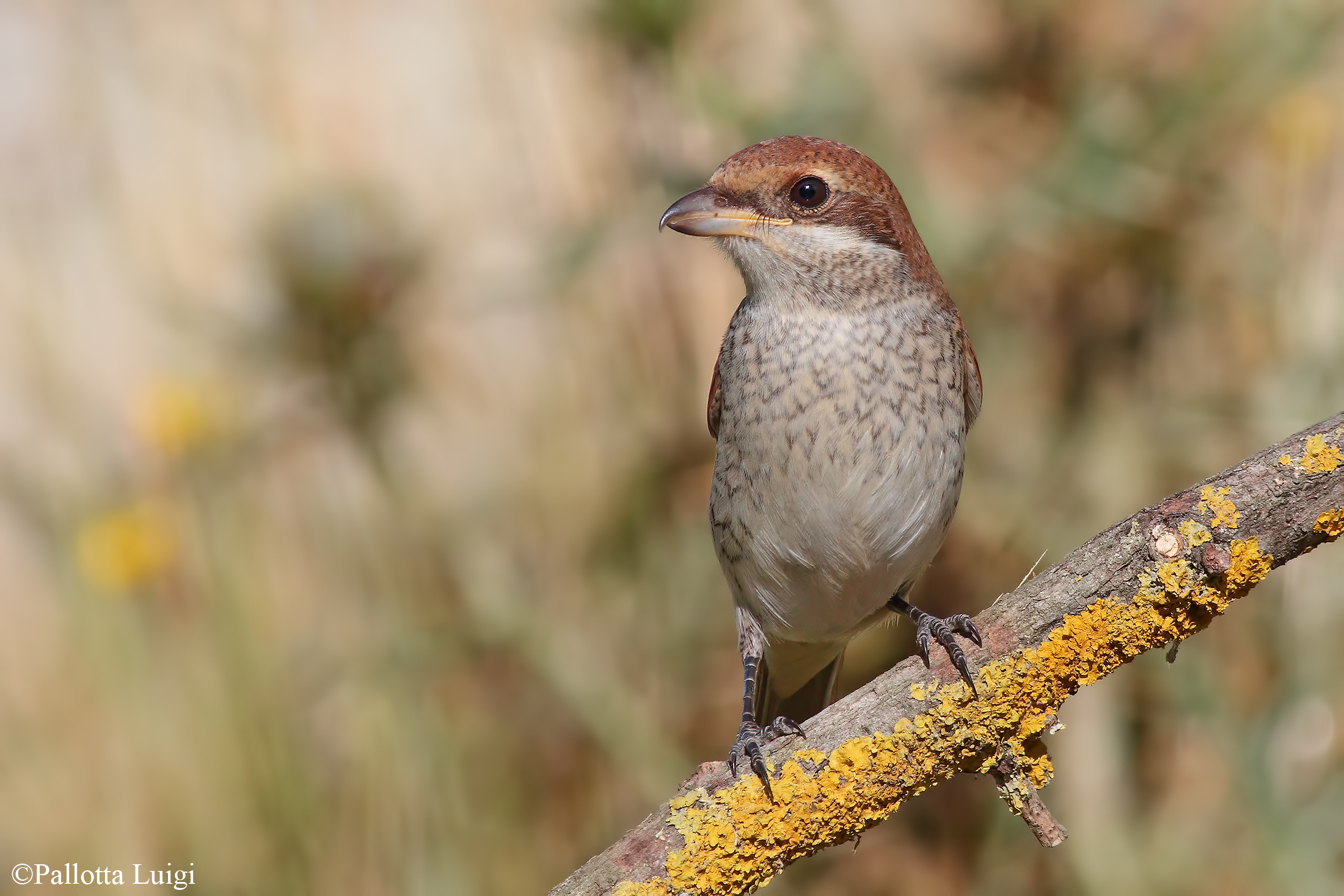 Small her (Lanius collurio)