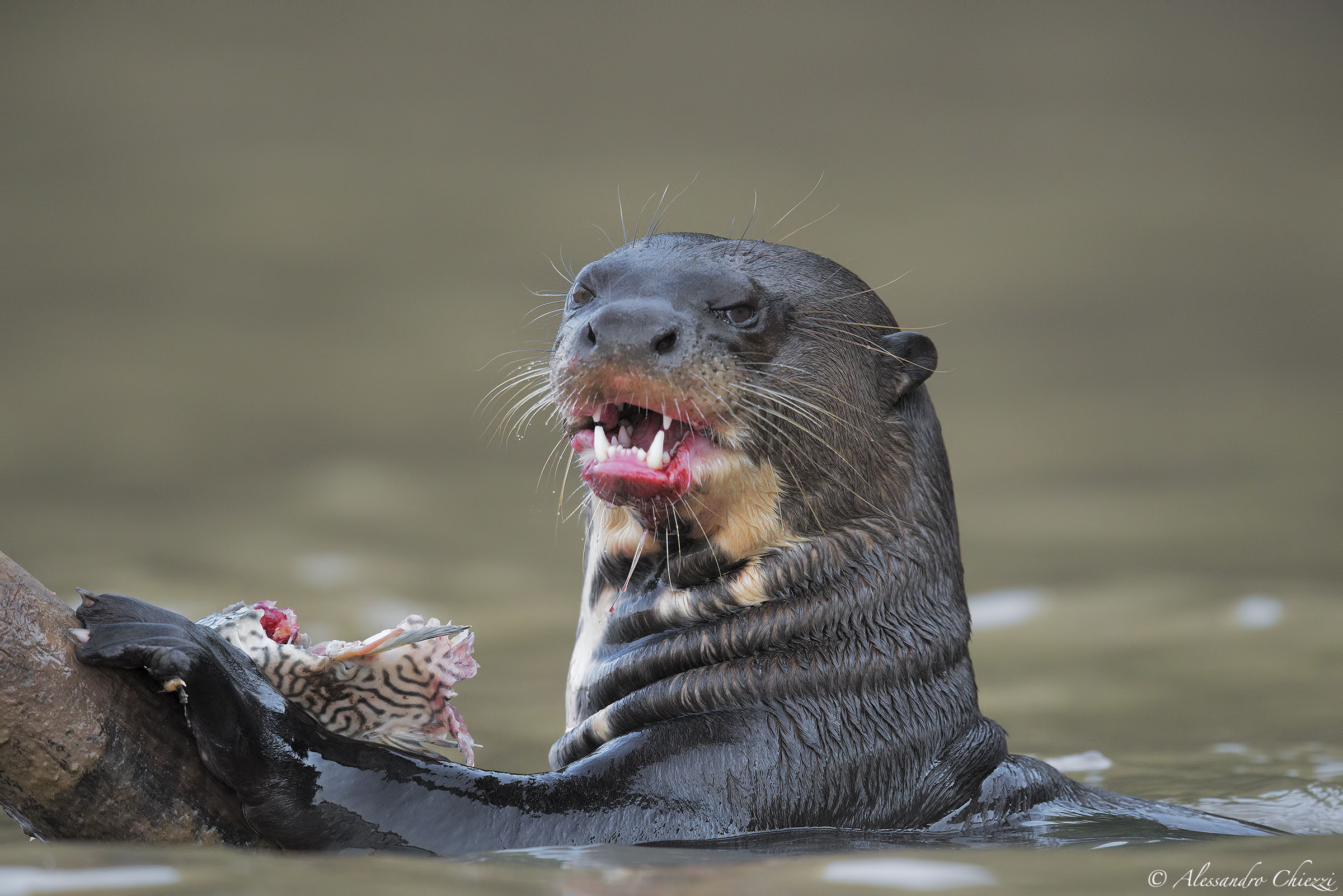 Satisfied with lunch