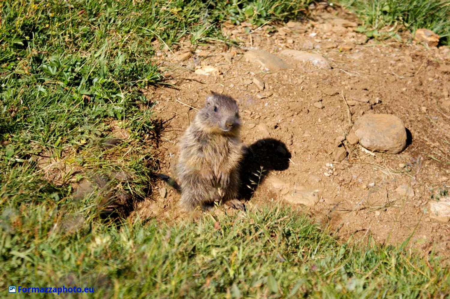 Marmot in Pose
