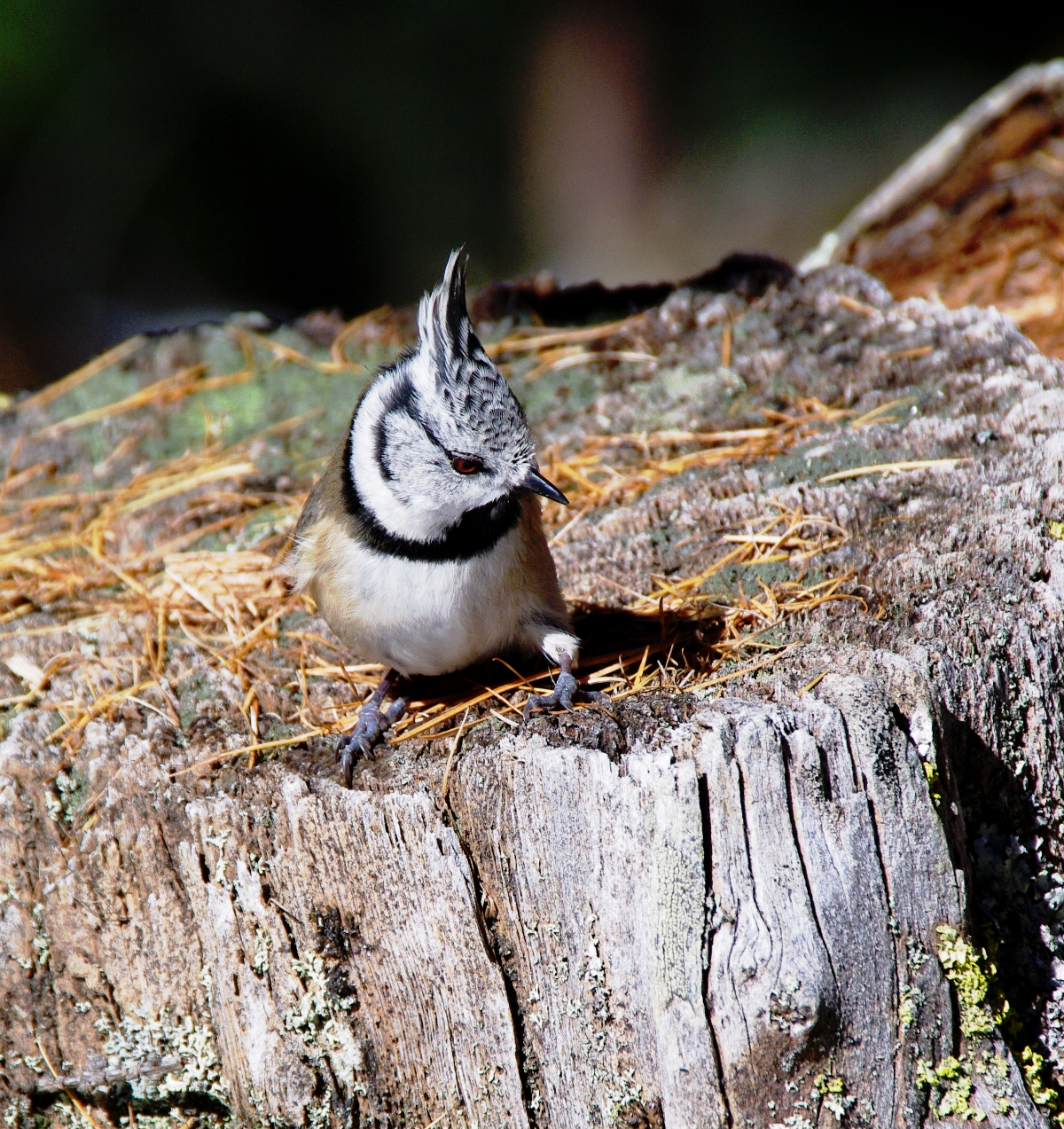 Le cince della Varoseg Engadina 4