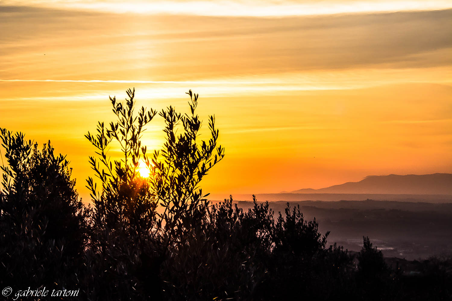 Olive tree and sunset (with fog on the bottom of the valley)