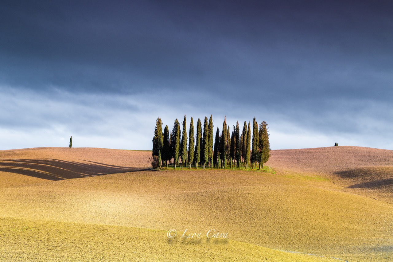 Cipresseto in Val d'Orcia