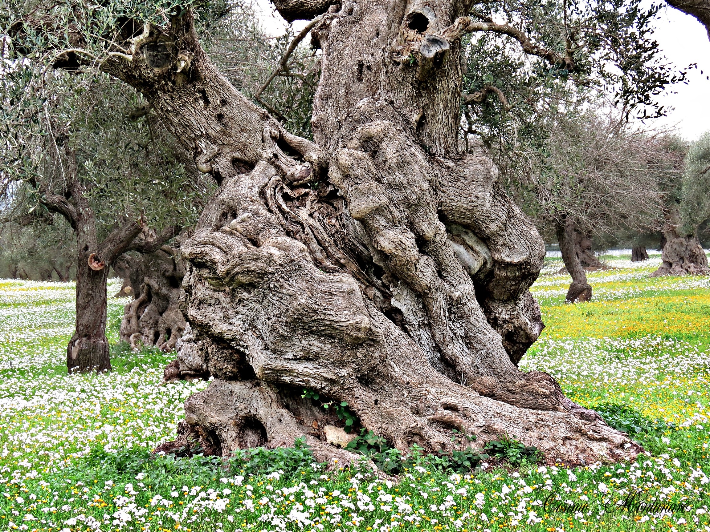 Ulivo “monumento naturale”