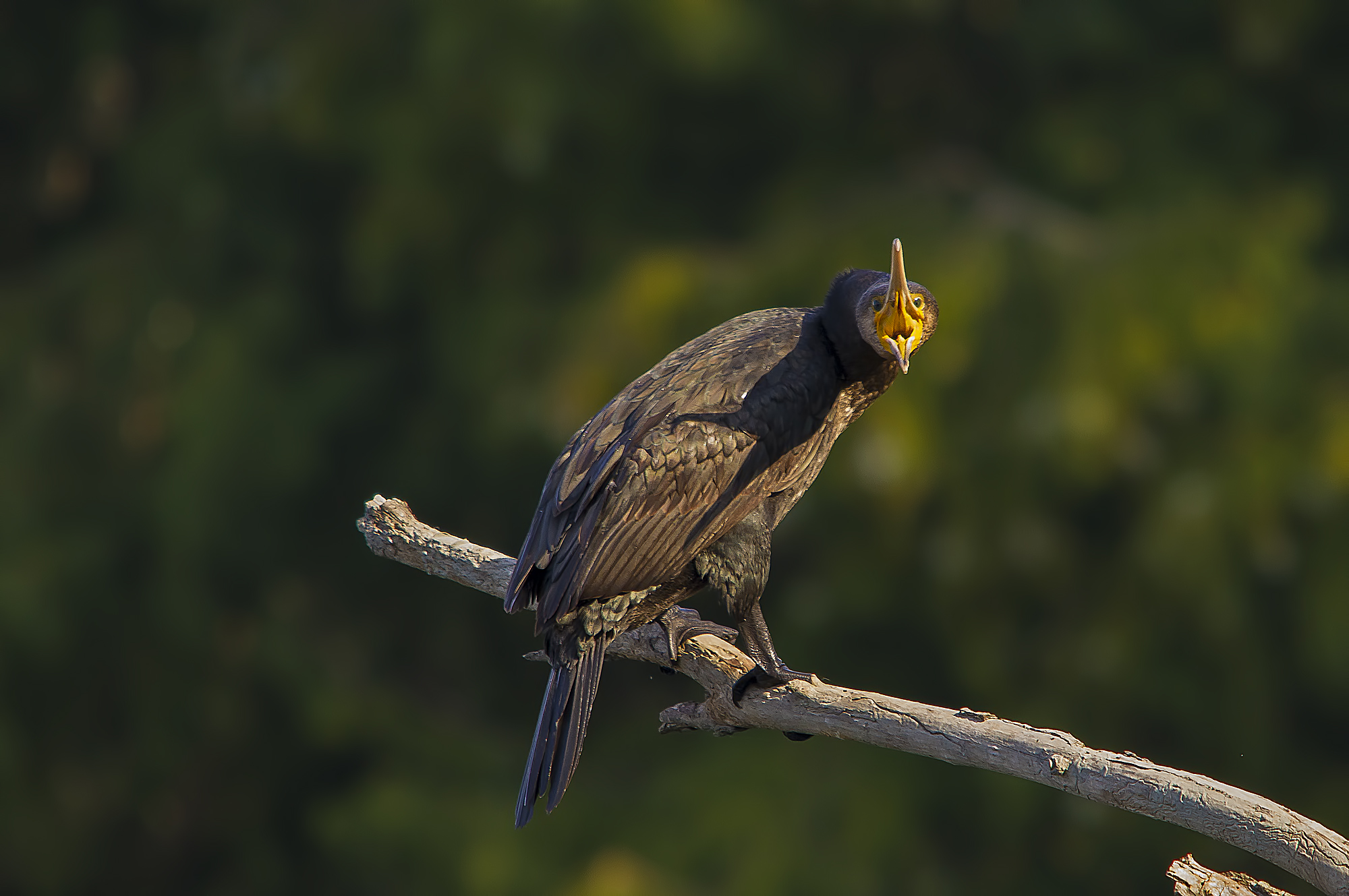 Cormorano incavolato.