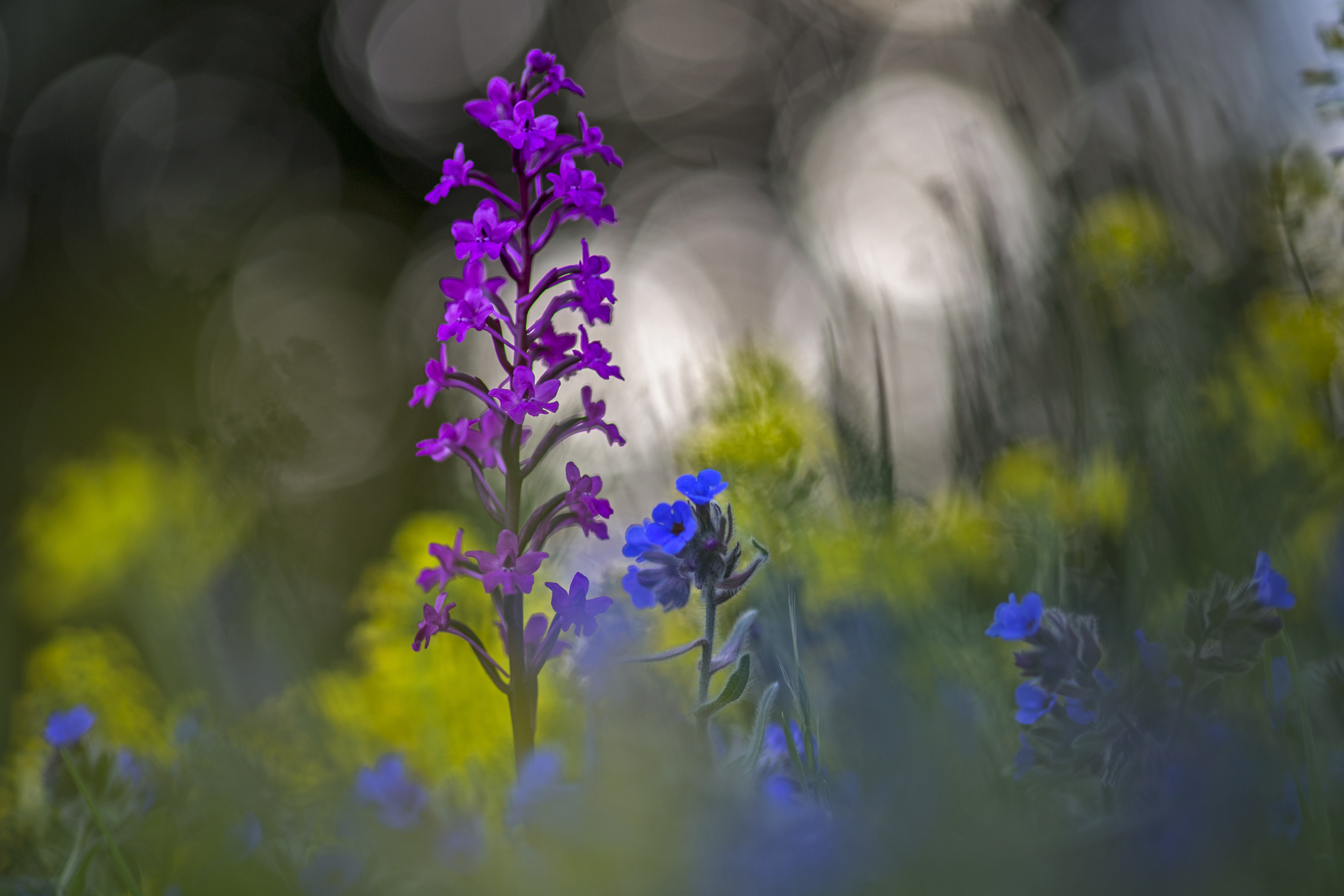 Orchis quadripunctata