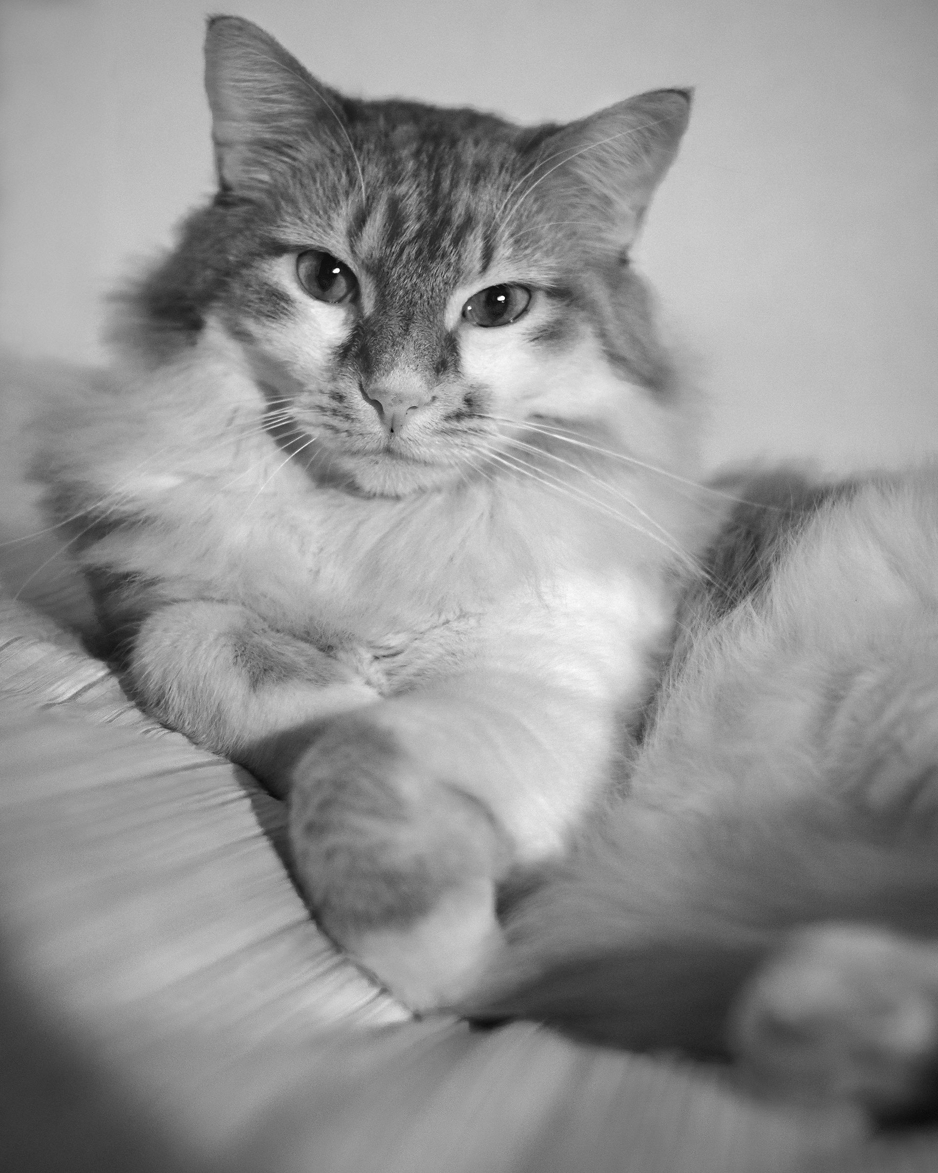 What's up? The bed is meow!