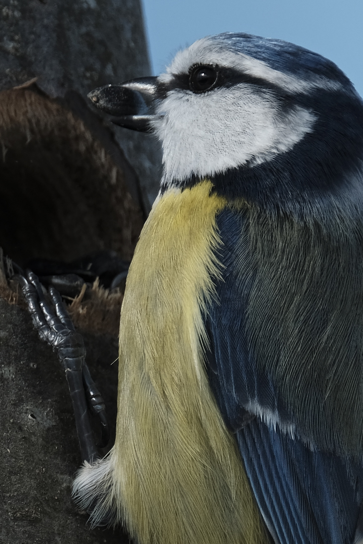 cinciarella col bottino