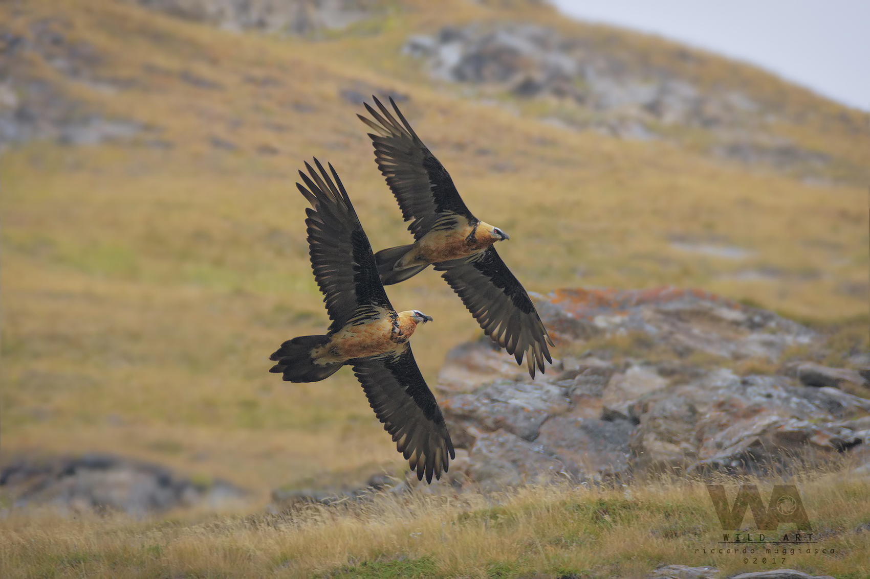 Bearded vultures in parallel flight (pp review)